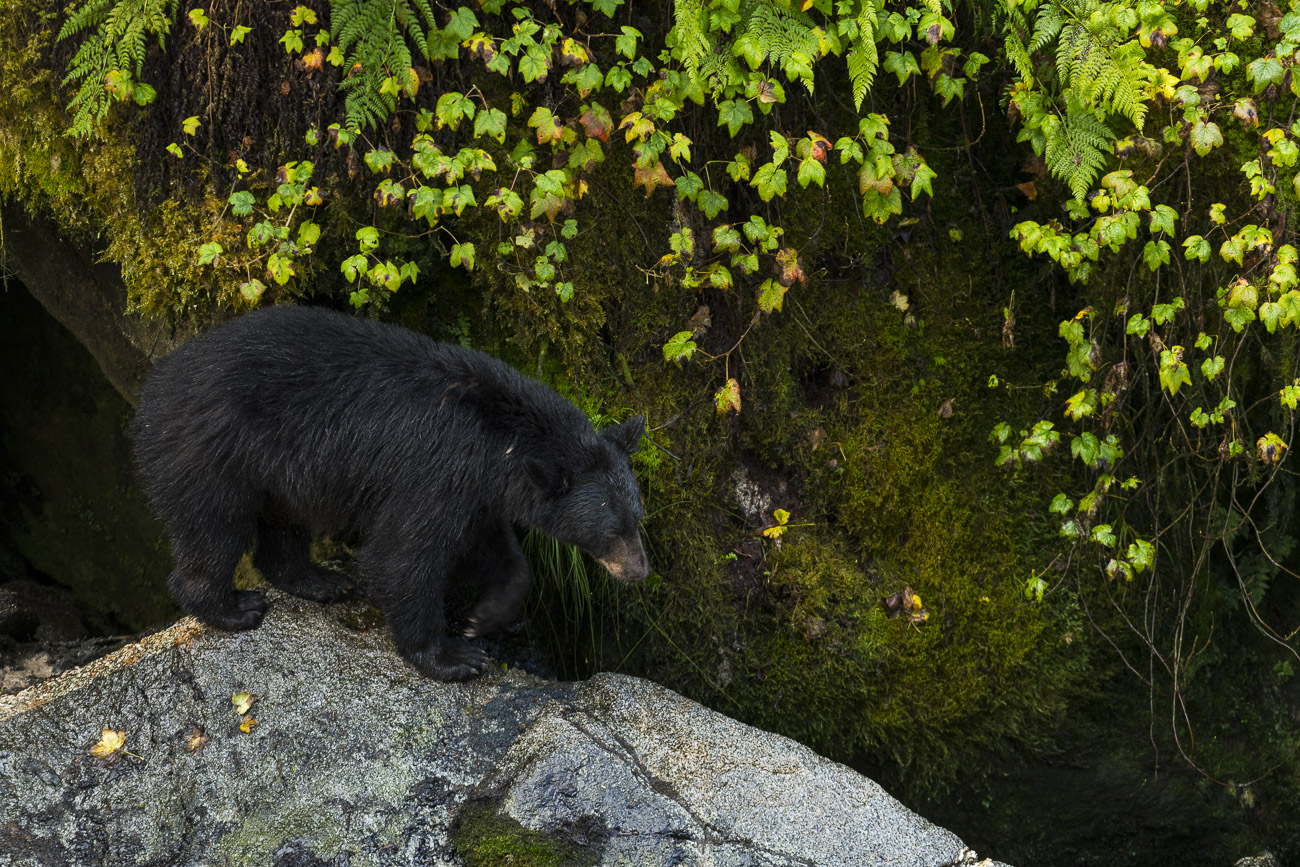 One of the things I enjoyed about photographing the black bears feeding on salmon at Anan Creek was including the rich greens...