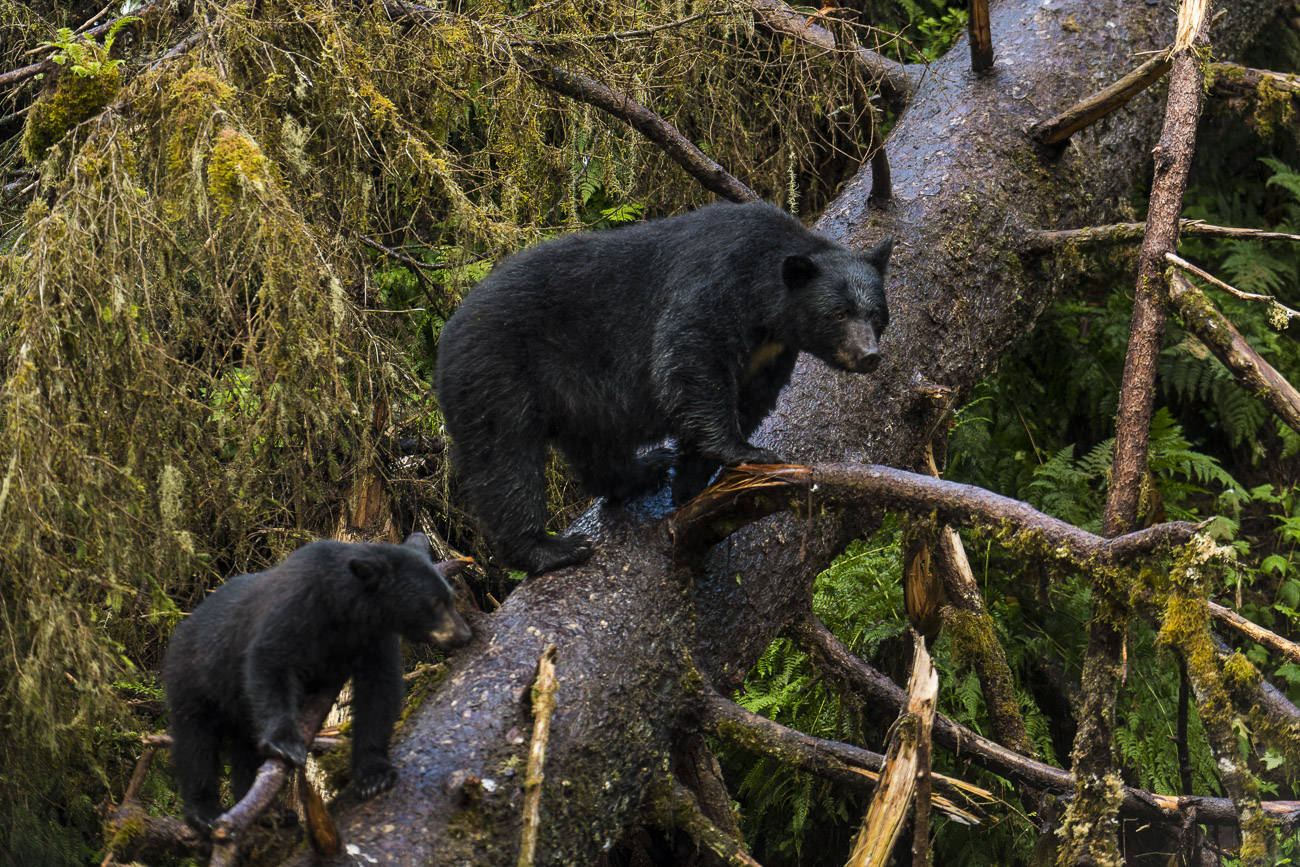 A black bear sow and her spring cub watch from the safe perch of a  fallen tree as several boars move nearby. The bears were...