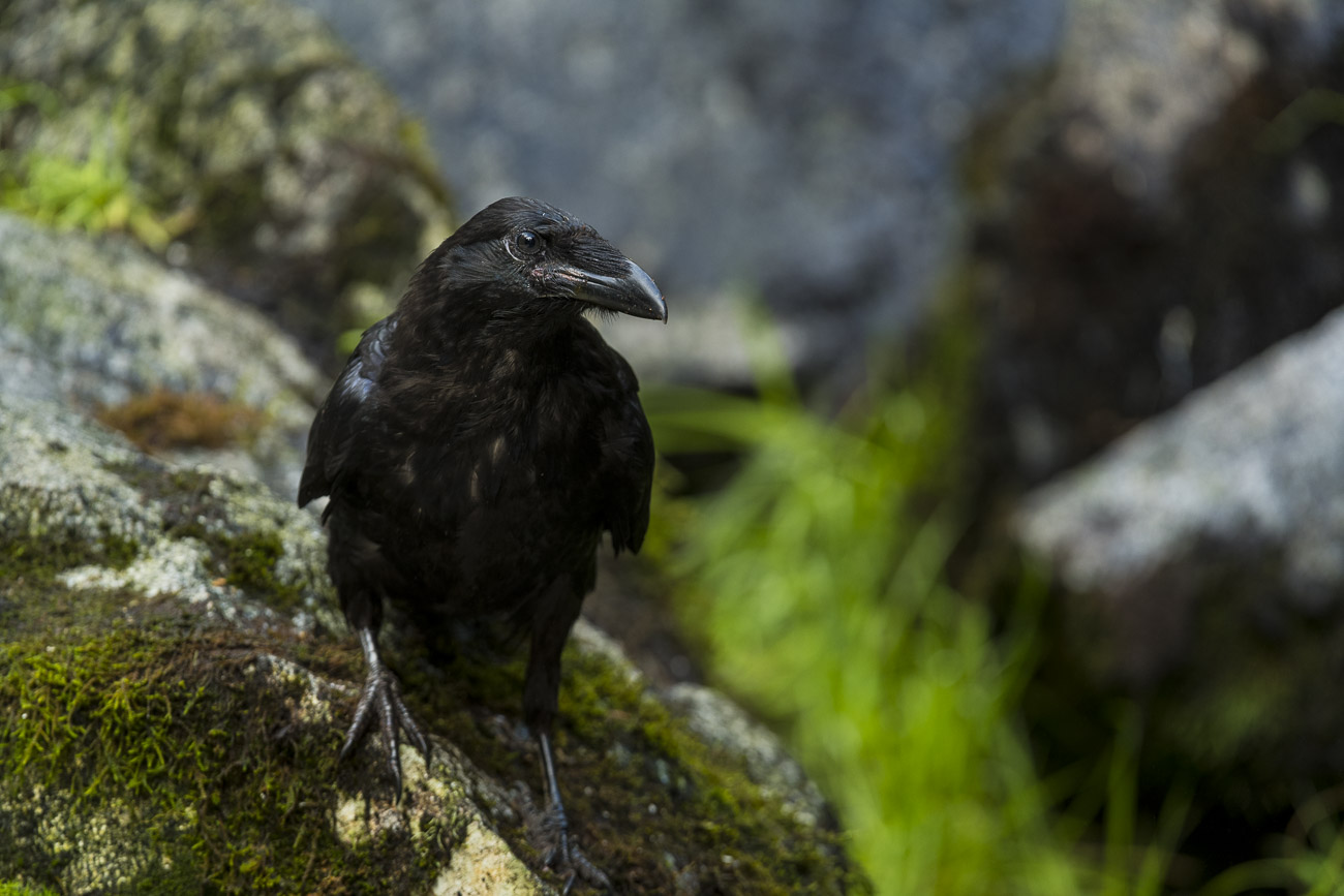 Ravens are clever members of the Corvid family, and often depicted as both the trickster and the Creator in Alaska Native mythology...