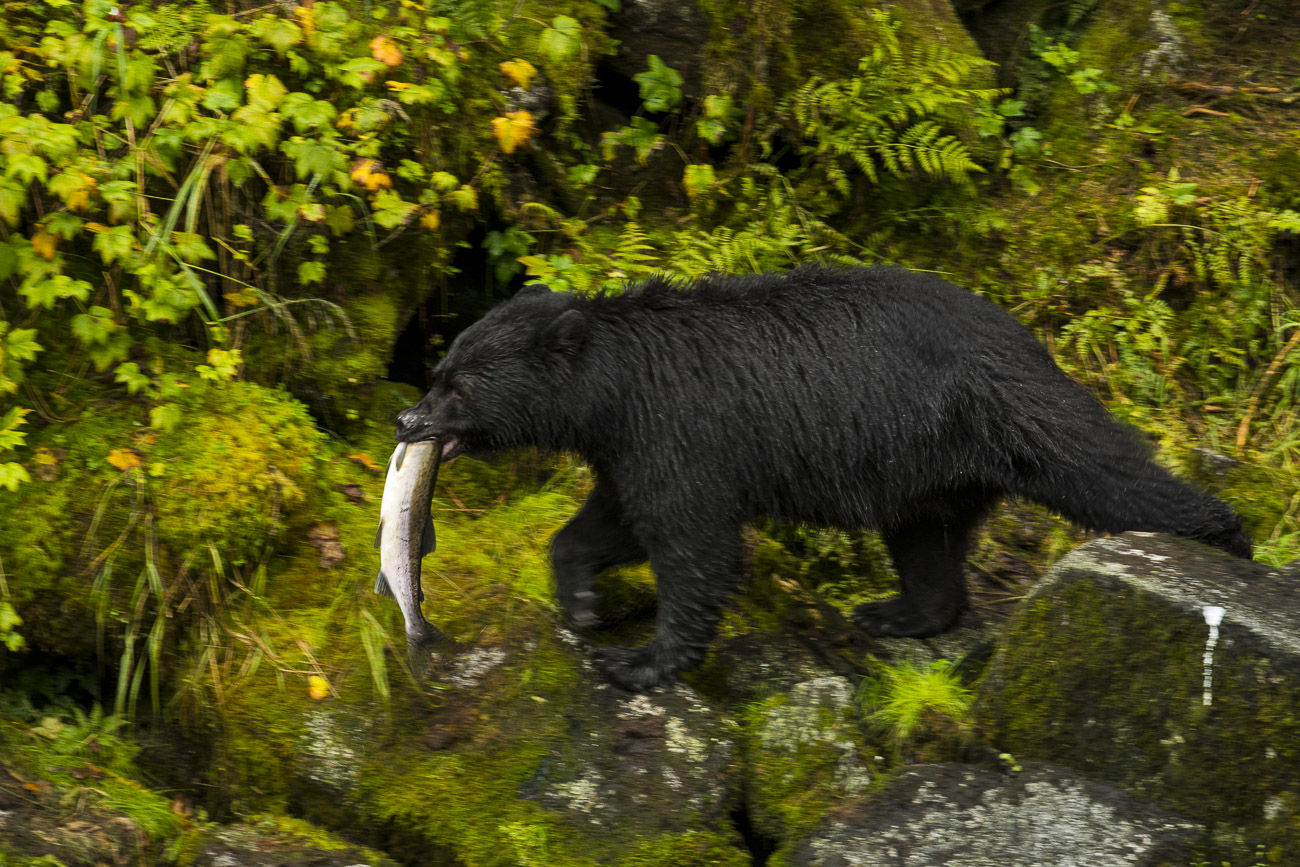 A black bear boar takes his successful salmon catch up and away from Anan Creek to feed without being disturbed by other bears...