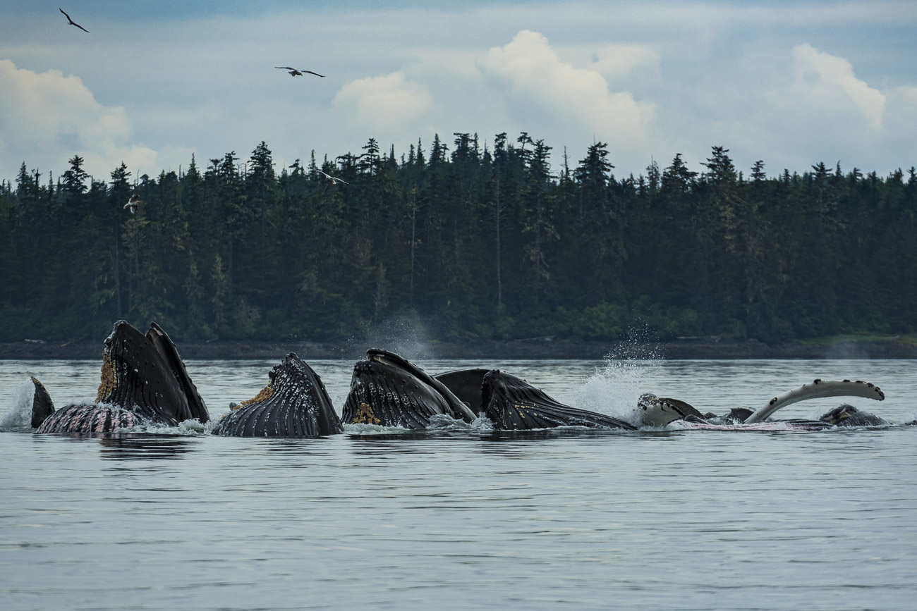 A pod of humpback whales collaborate to feed on small fish using the  "bubble feeding" method.We spent about three hours following...