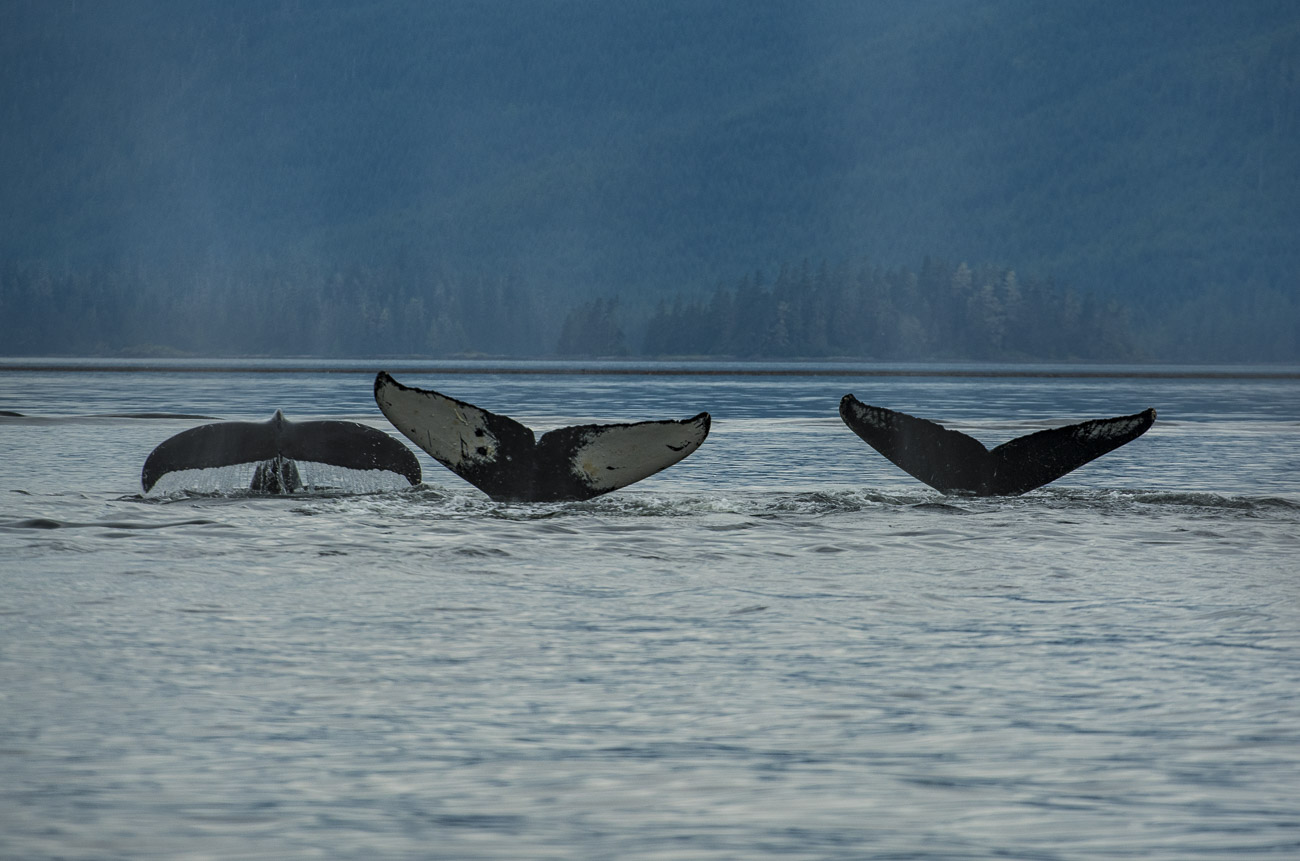 Three humpback whales, part of a pod of humpback whales we followed and watched as they engaged in bubble feeding for about three...