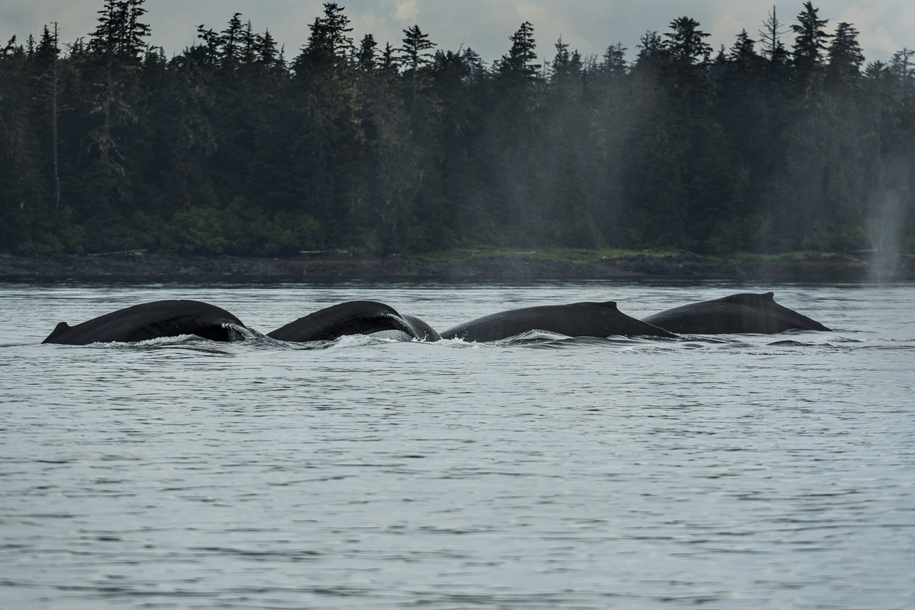 A group of four humpback whales, part of a pod we watched bubble feeding for about three hours, pass by as they transit to a...