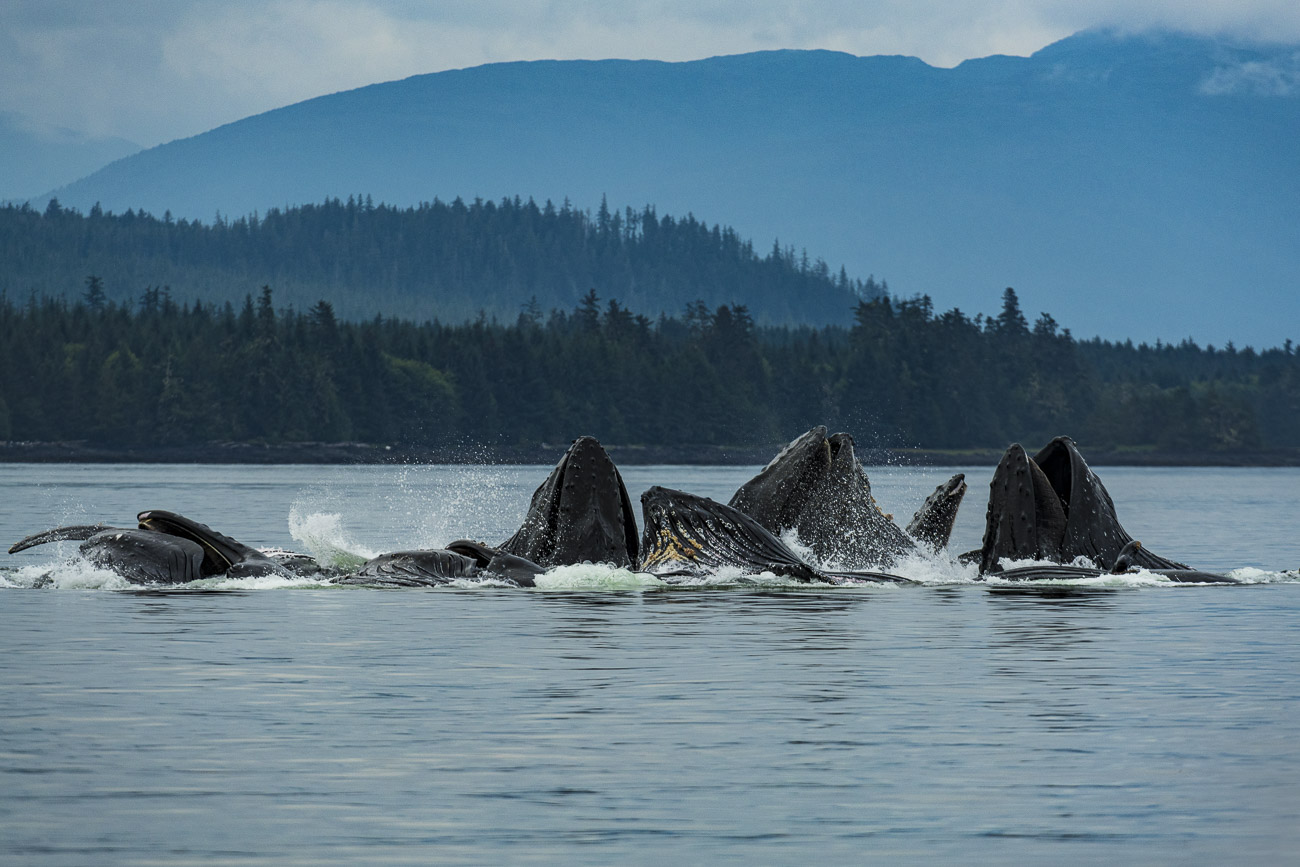 A pod of humpback whales collaborate to feed on small fish using the "bubble feeding" method.We spent about three hours following...