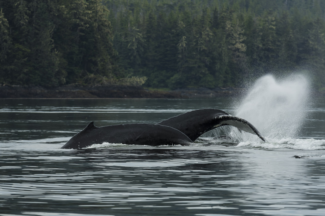 We followed a pod of humpback whales for about three hours as they moved around in the inlet, stopping to feed in some areas...