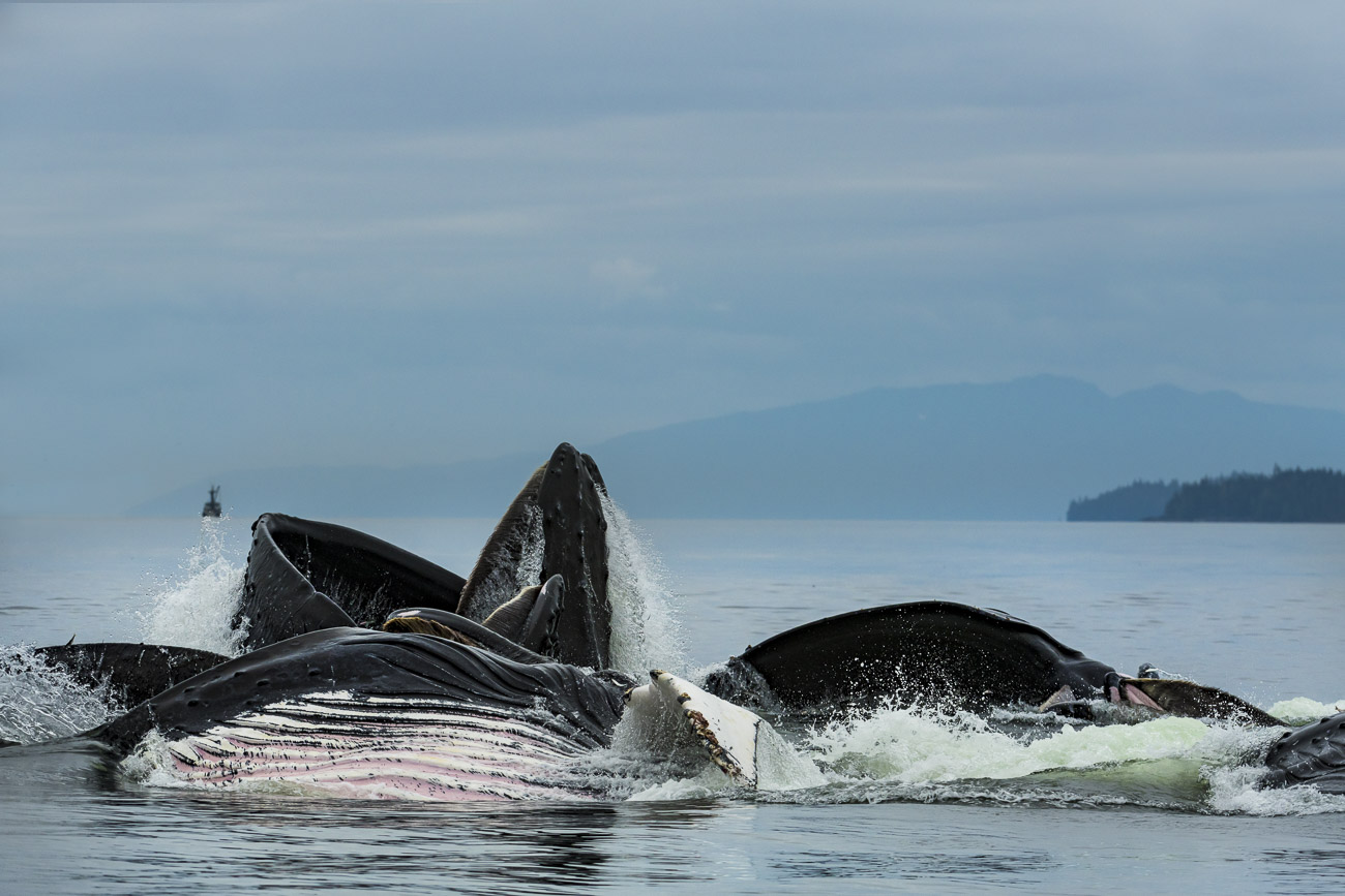 A pod of humpback whales collaborate to feed on small fish using the "bubble feeding" method.This group came up close enough...