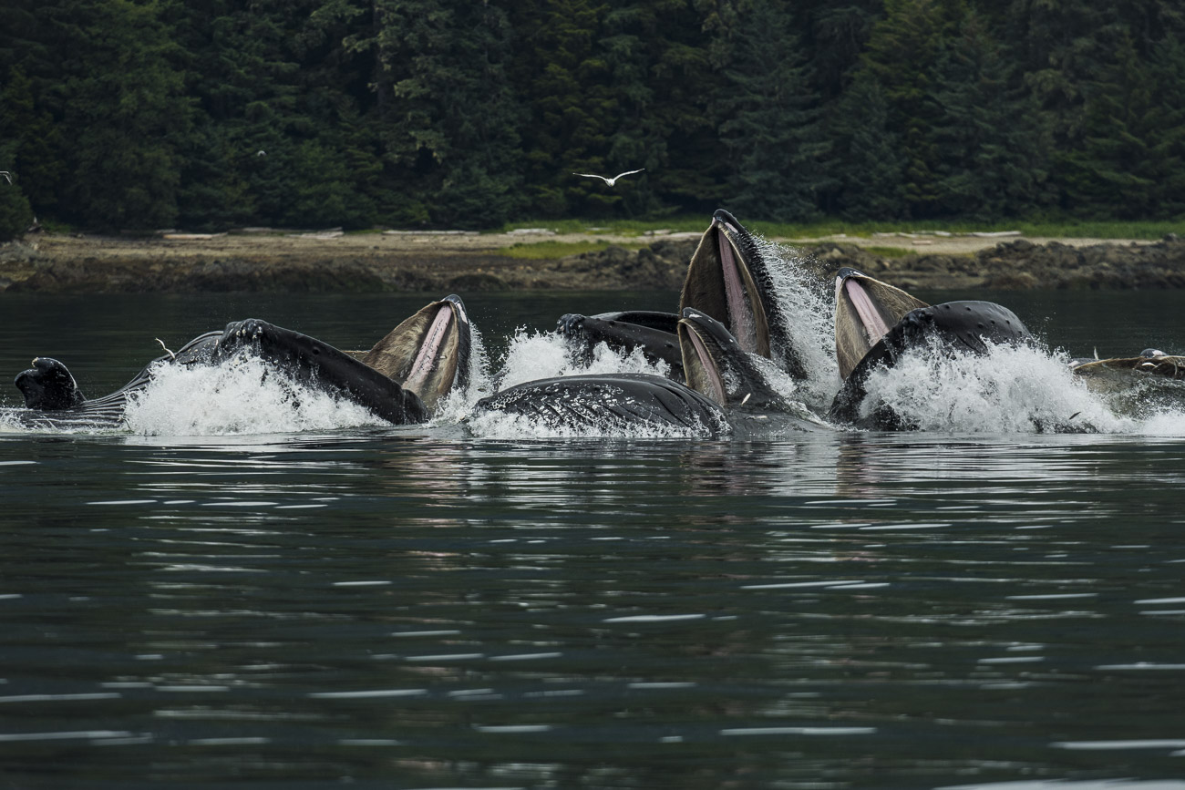 A pod of humpback whales collaborate to feed on small fish using the "bubble feeding" method.