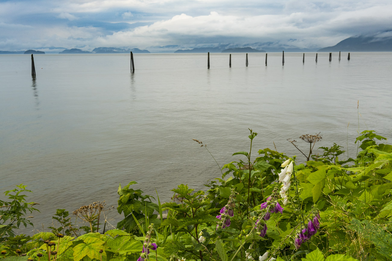 While most of us think of marine mammals when we hear the word "dolphin," it is also a term for treated wood pilings that are...