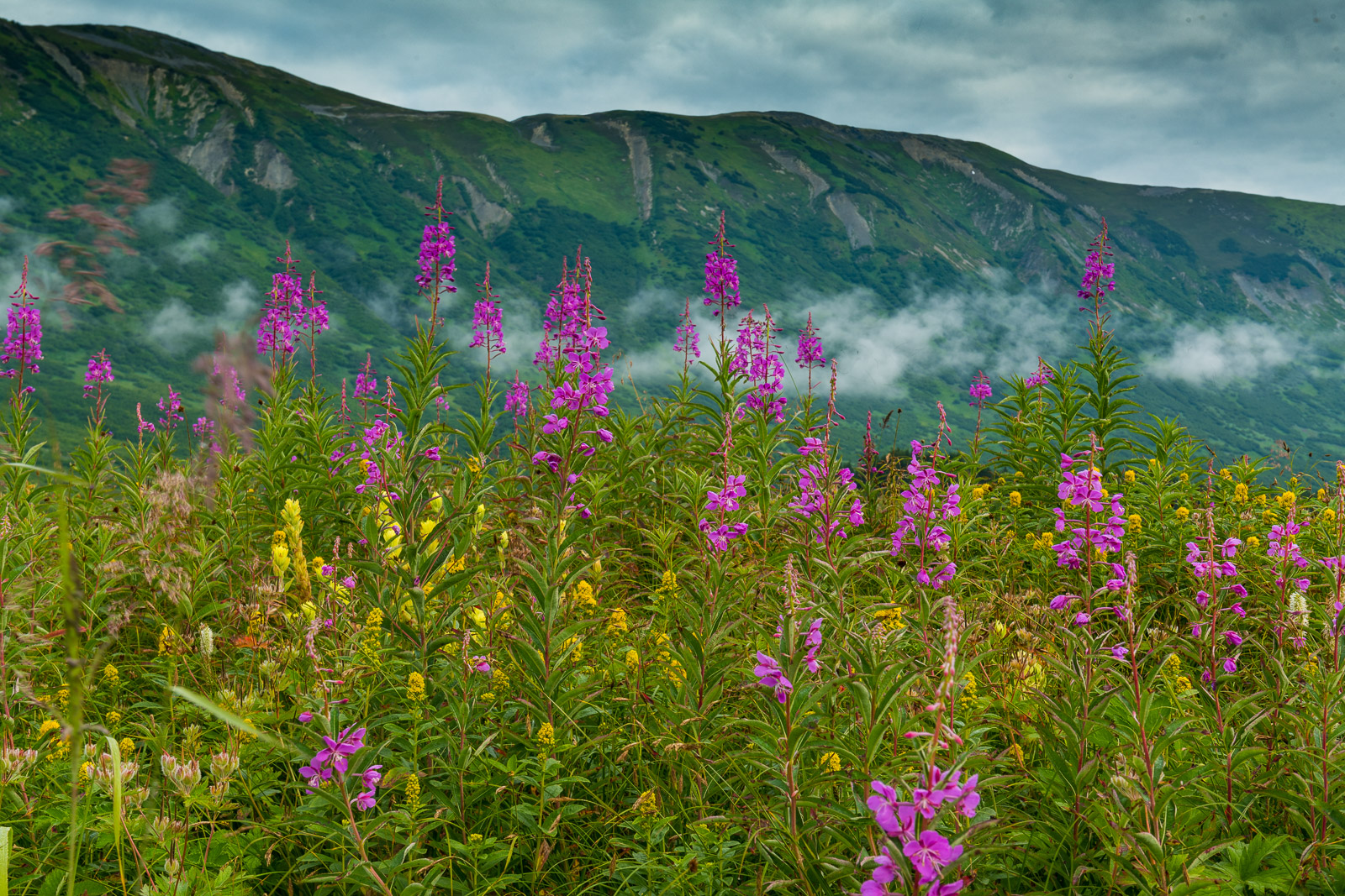A cluster of fireweed adds color to the greens of Turnagain Pass, Chugach National Forest.