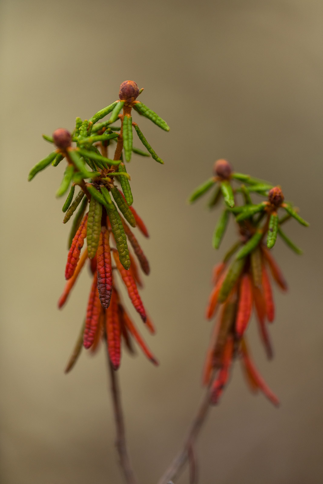 A cluster of Labrador tea changes colors in autumn. Brooks Range, Alaska.