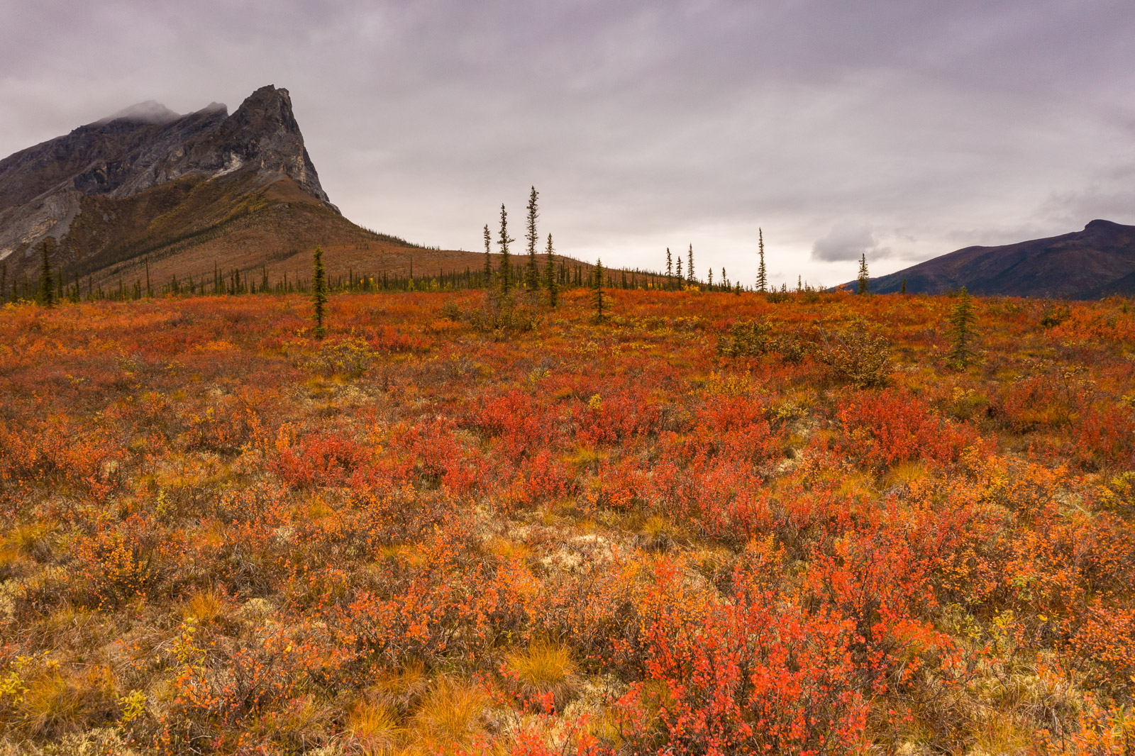 Autumn colors are ablaze on the tundra near the base of Mt. Sukakpak in the Brooks Range of Alaska.