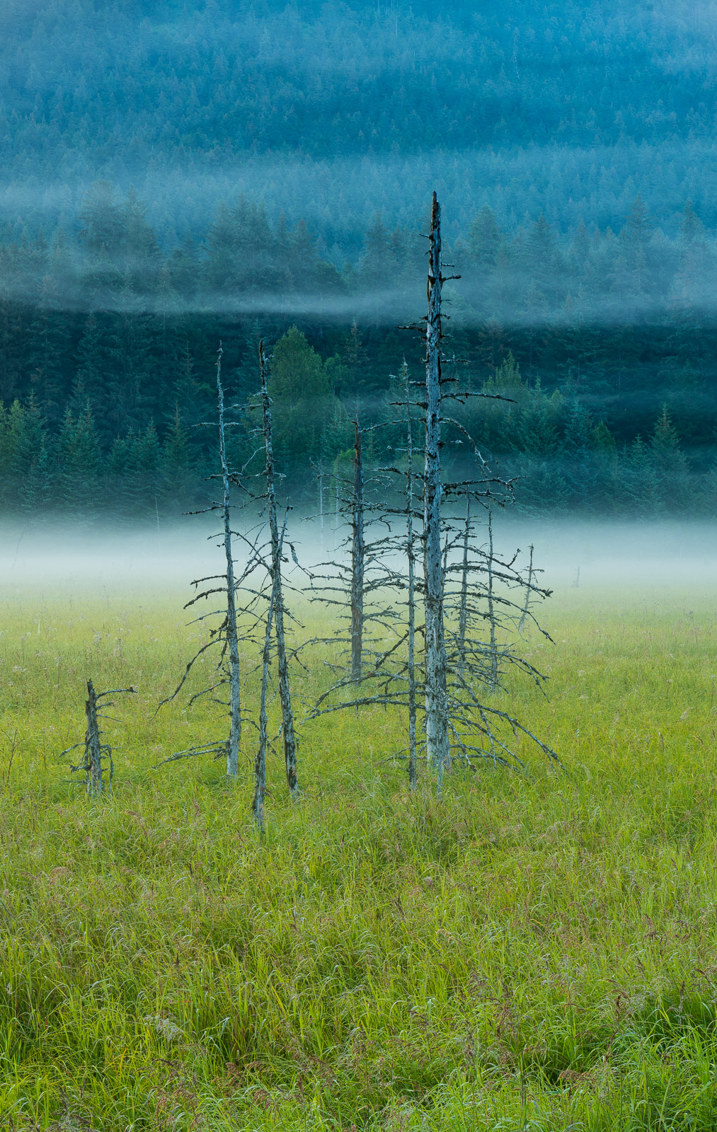 Trees from a "ghost forest" stand still amidst lingering morning fog in a marsh along the Turnagain Arm near Girdwood.
