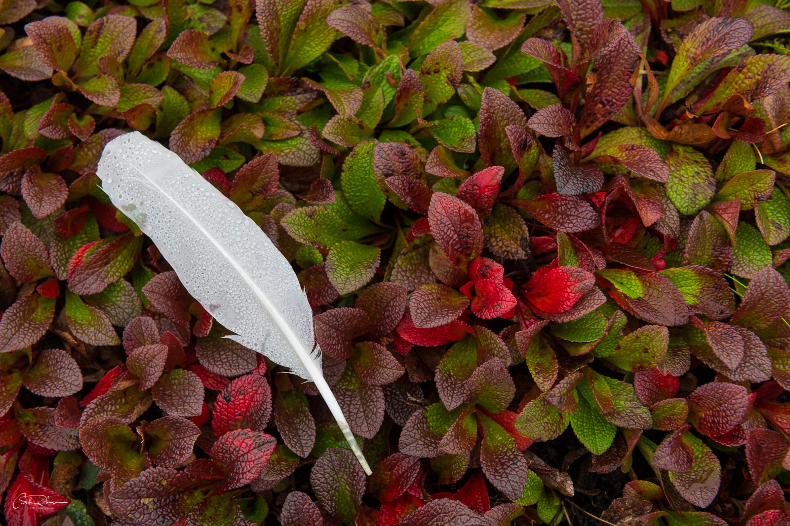 A lone gull feather rests on a bed of bear berries in autumn colors.