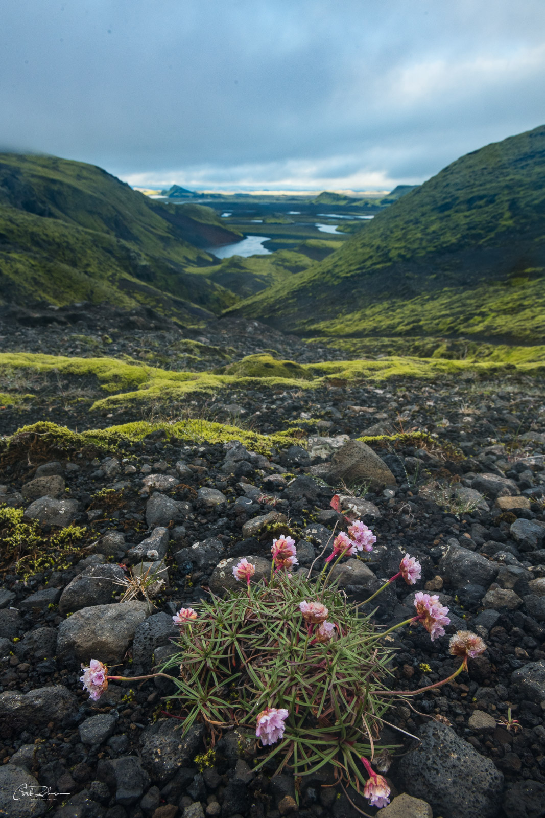 A cluster of pink Thrift (Aremeria maritima) sits on a rocky slope looking down toward the Sveinstindur Mountain Hut in the Iceland...