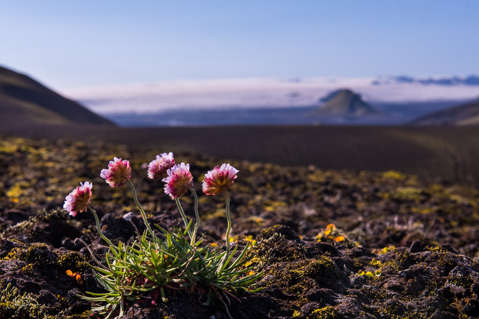 A cluster of pink Thrift (Armeria maritima) sits out on the open on an alpine field in the Iceland Highlands.