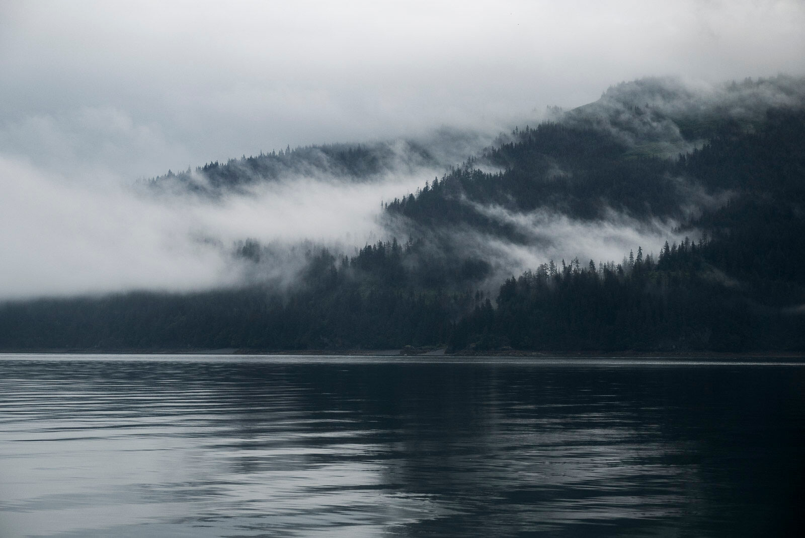 Misty Mountains Mist moves through Sitka spruce trees on a mountain ridge at Tutka Bay, Alaska.
