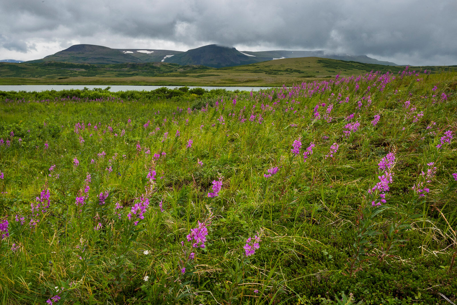 Blowing Fireweed A patch of fireweed sways in the breeze on the tundra near Moraine Creek, Katmai National Park & Preserve, Alaska.