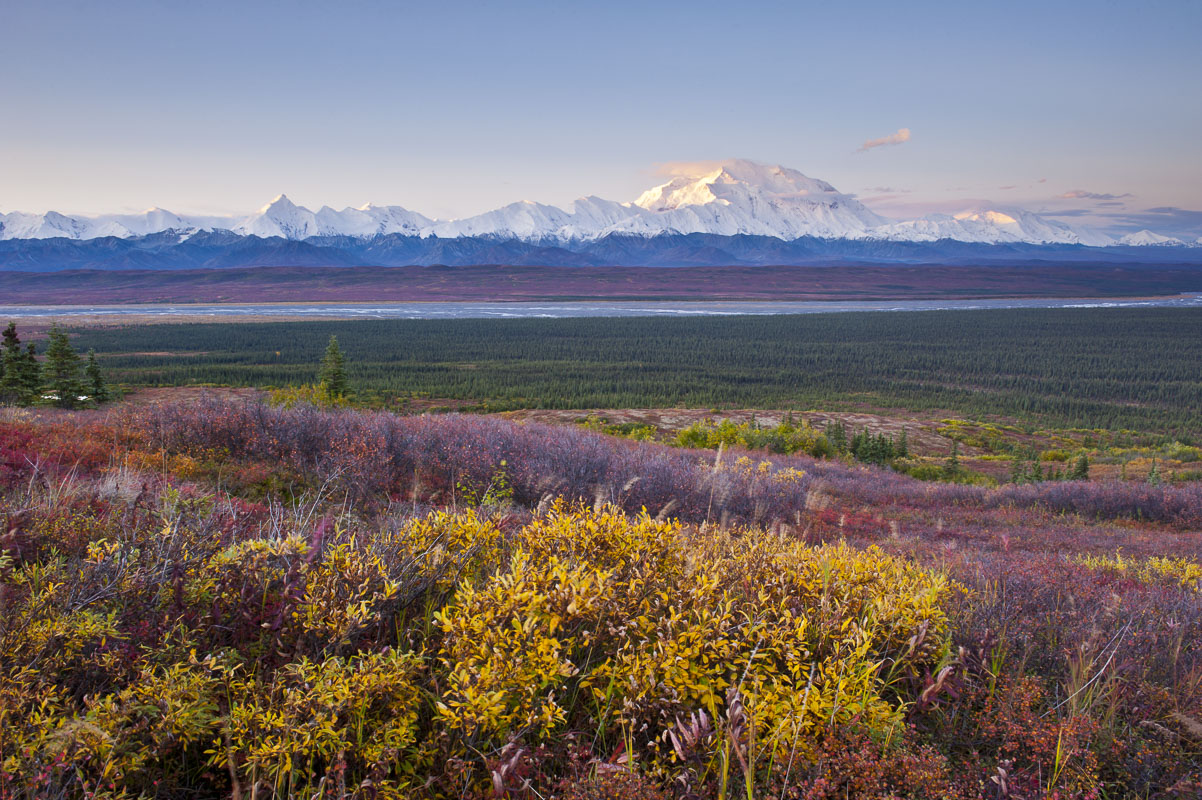 Dwarf birch and willow fill the foreground with autumn colors as first light hits the slopes of Mt. Denali in Denali National...