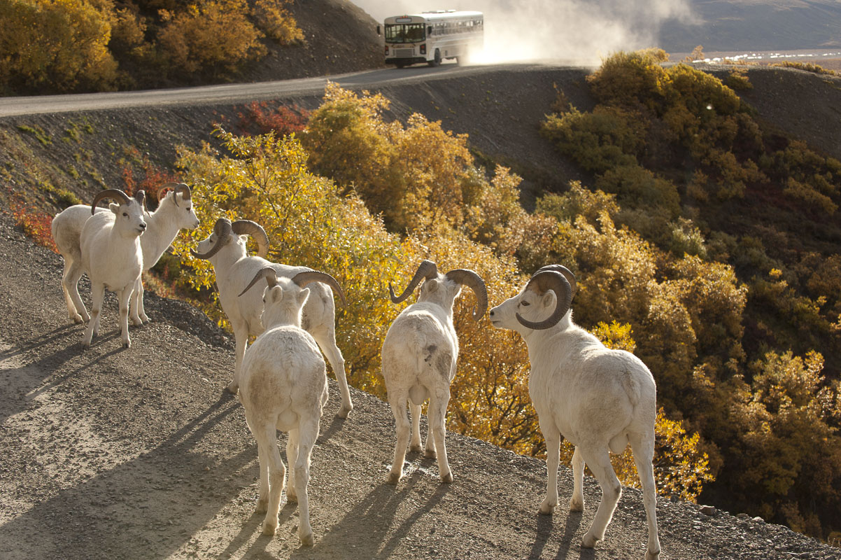 A group of Dall sheep rams hang out on the road near Polychrome Pass in Denali National Park & Preserve, as a tour bus approaches...