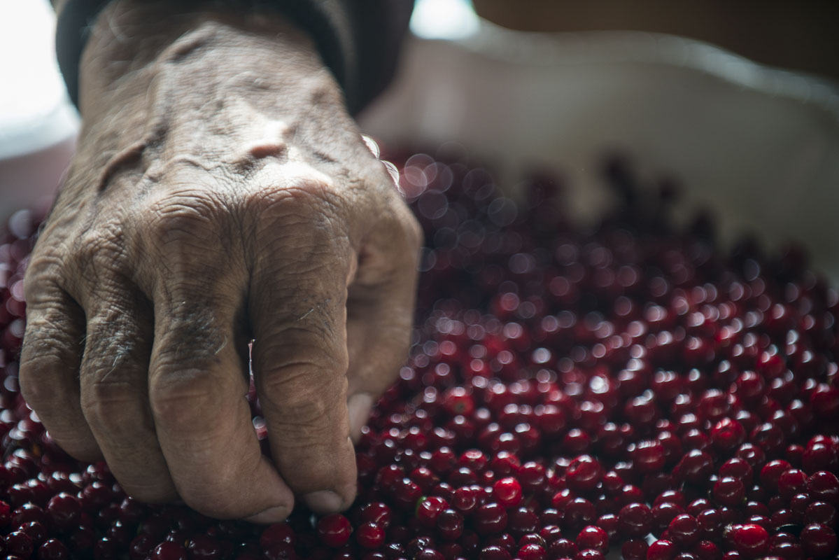 The hands of an Athabascan elder sort through a harvest of lowbush carnberries to pick out twigs and leaves in early autumn....