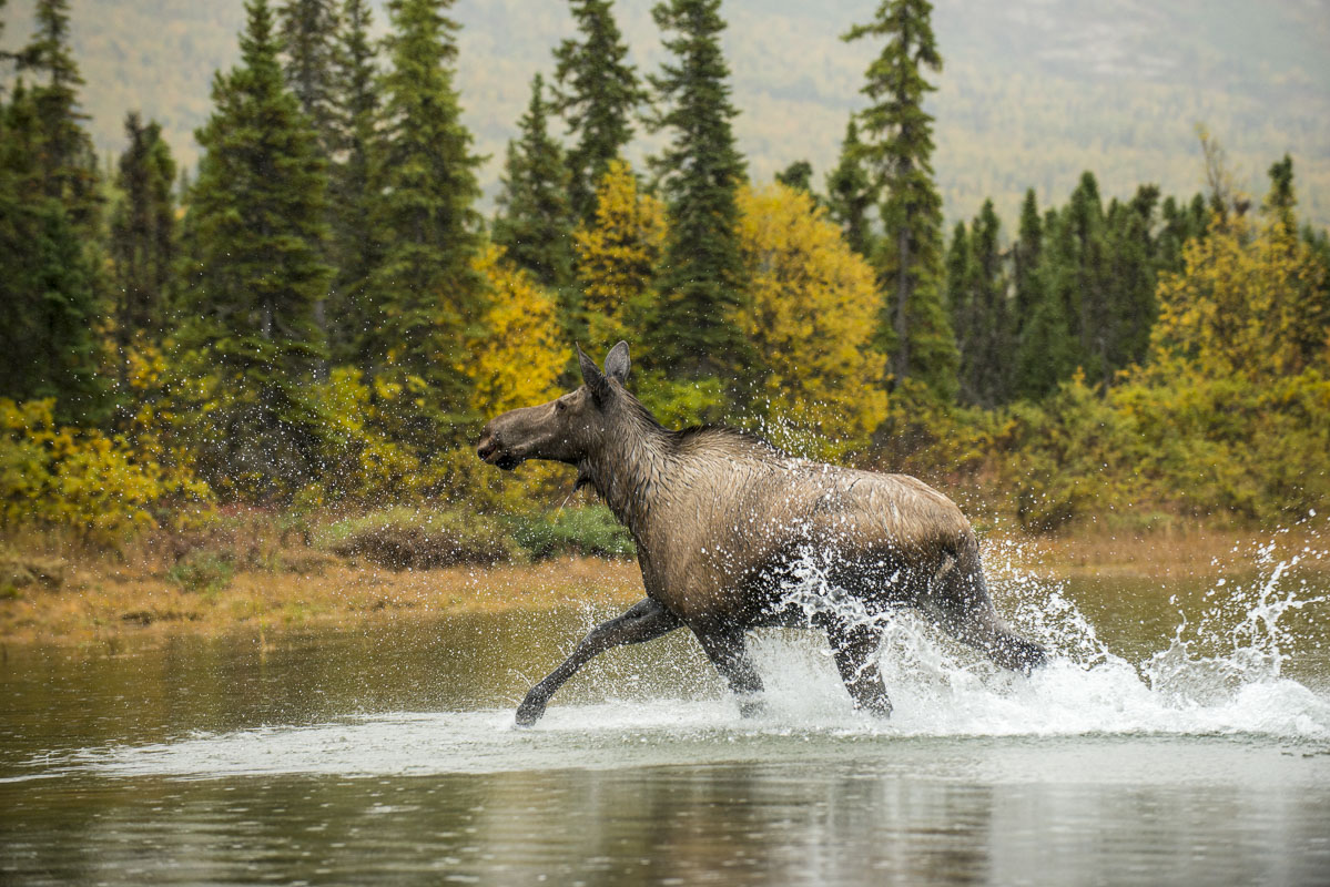 Heading by boat back to the village of Nondalton after joining some locals on their fall moose hunt on the Chulitna River, we...