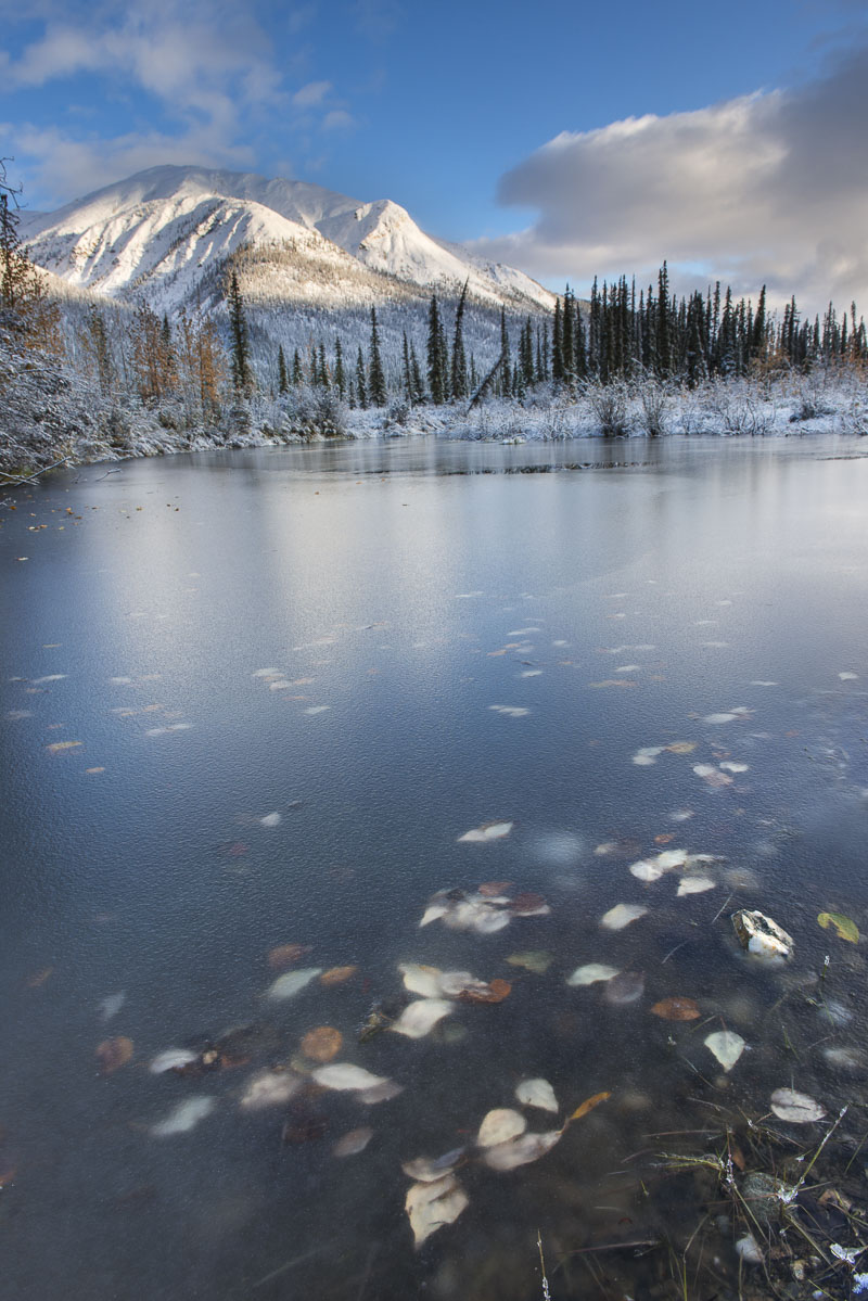 In an early September visit to the Brooks Range in the Dalton Highway corridor, I awoke one morning to fresh snow on the ground...