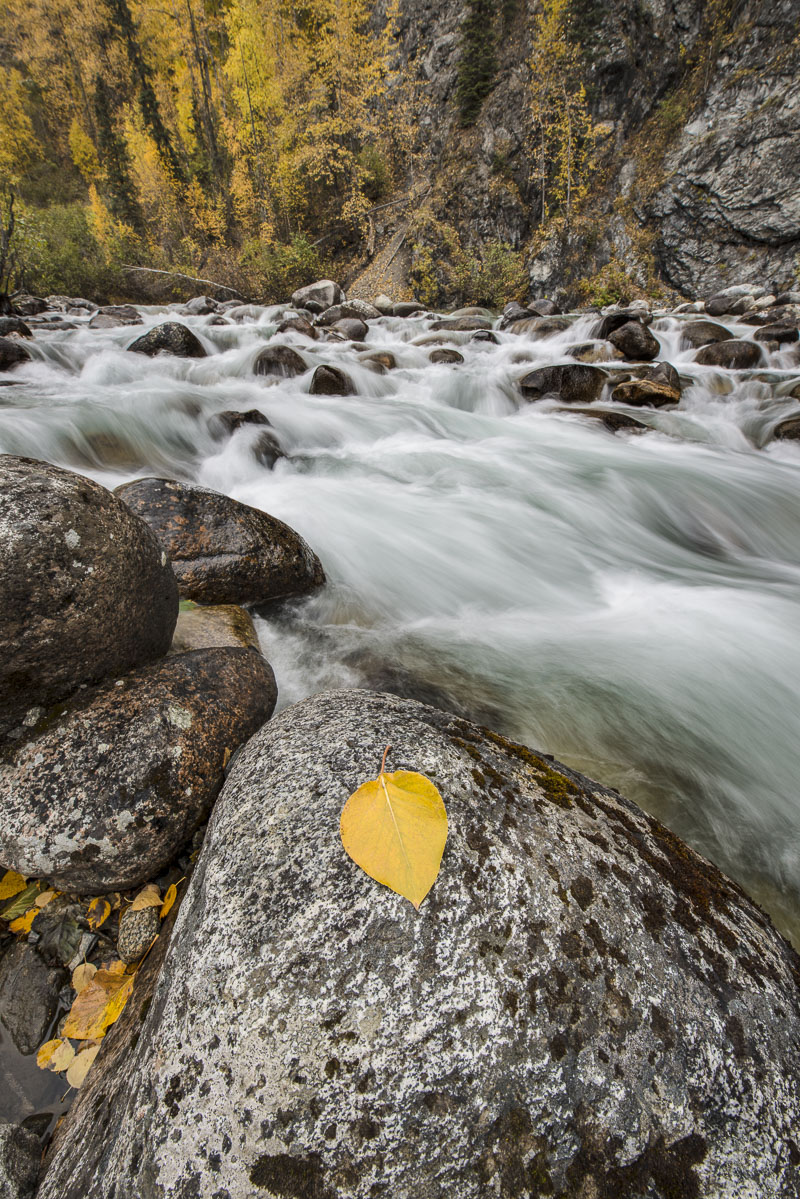The Little Susitna River flows through a field of boulders as fall colors drop in the Talkeetna Mountains, Alaska.