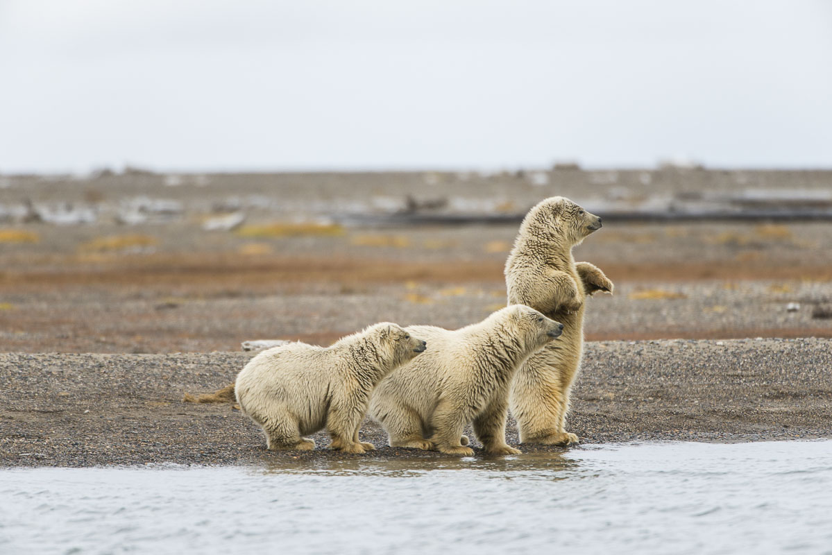 Polar bear triplets watch with interest as two male adult polar bears spar nearby on the Bernard Spit, Kaktovik, Alaska.
