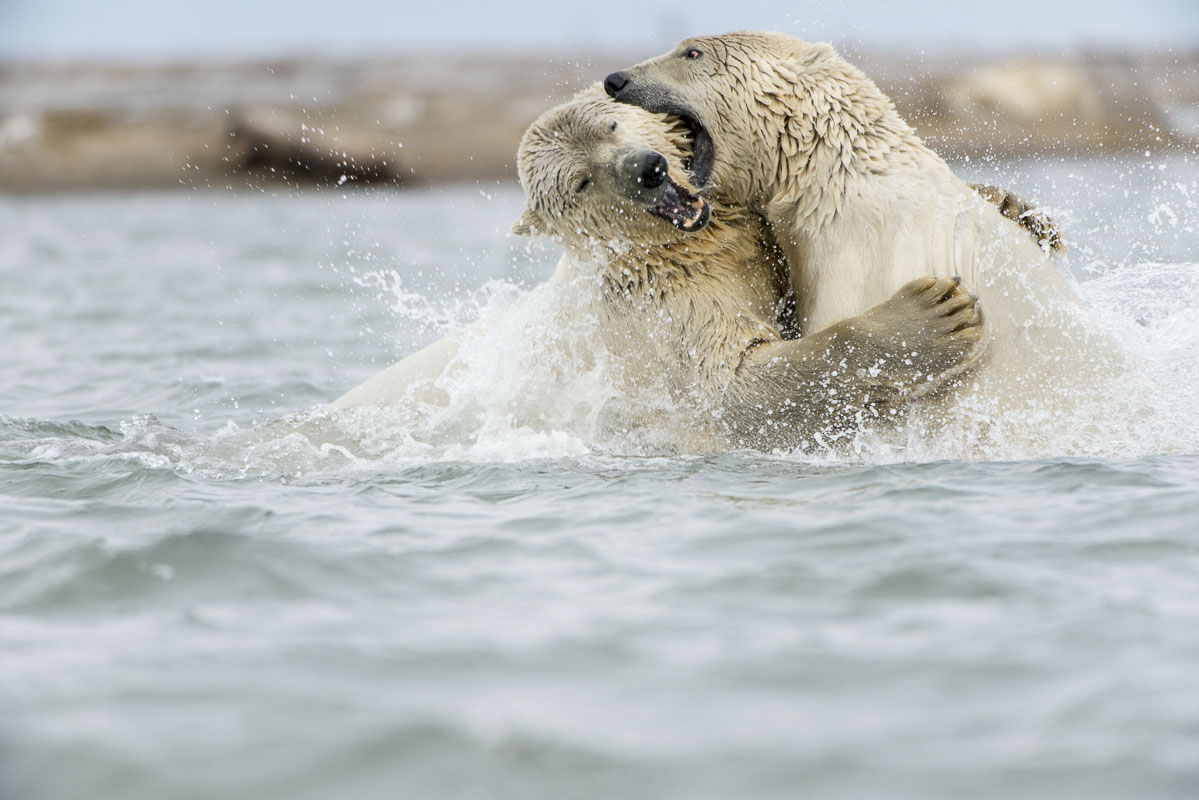 Polar bears fighting in water