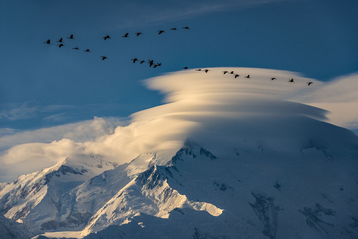 A group of sandhill cranes pass by the Denali summit and lenticular clouds on their way south in autumn.