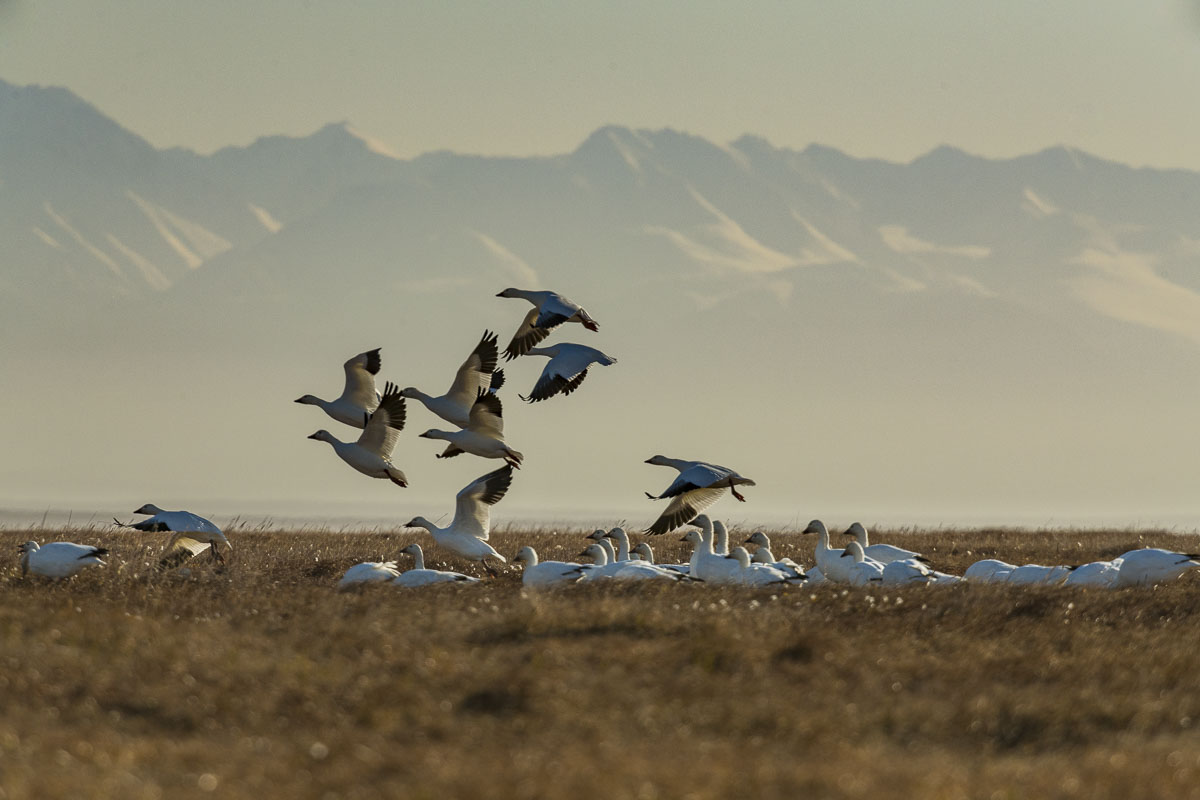 A first group of snow geese take off from the Arctic tundra of Barter Island with the Central Brooks Range and Coastal Plain...