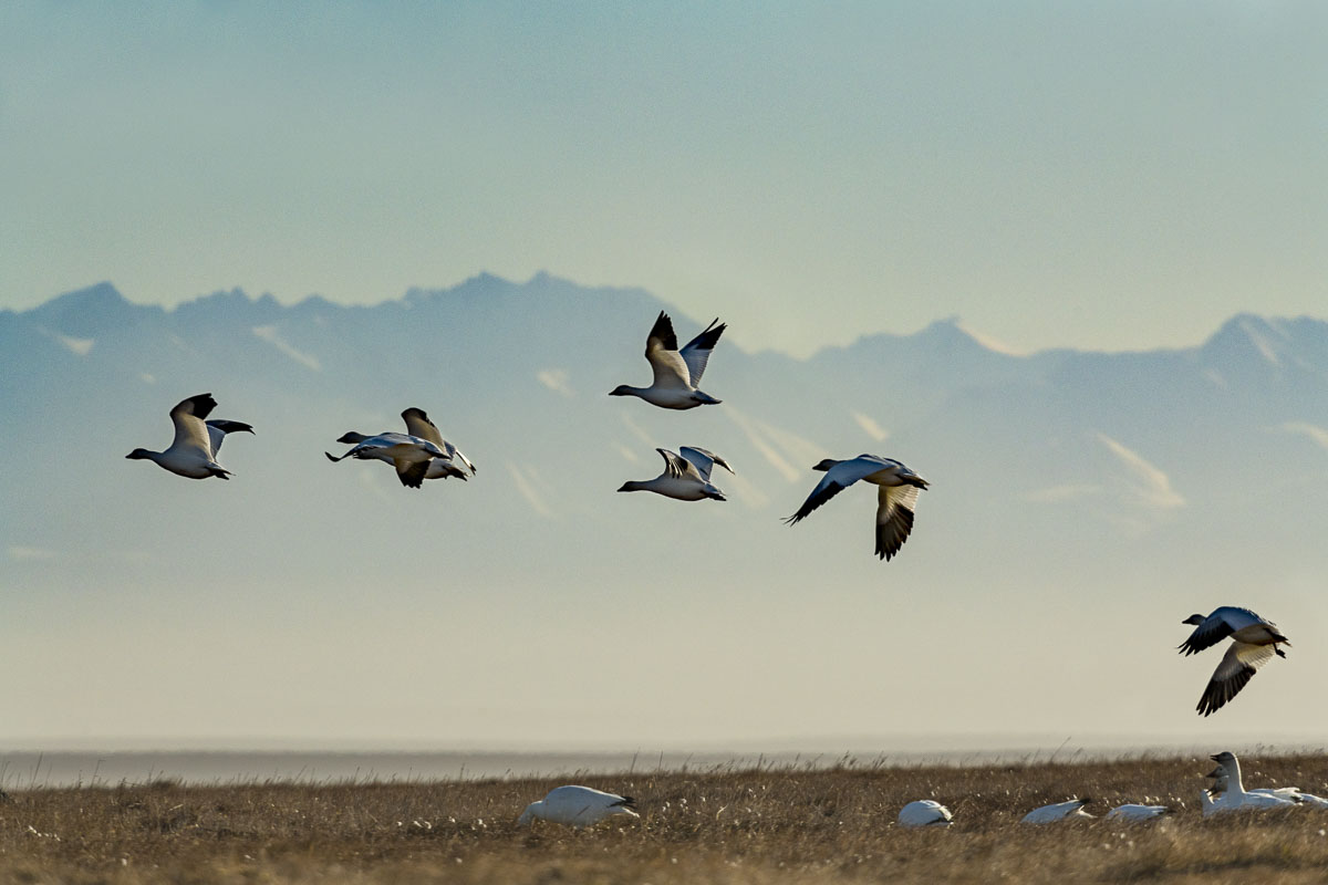 Snow geese take flight from Barter Island with the Brooks Range and Coastal Plain of the Arctic National Wildlife Refuge in the...