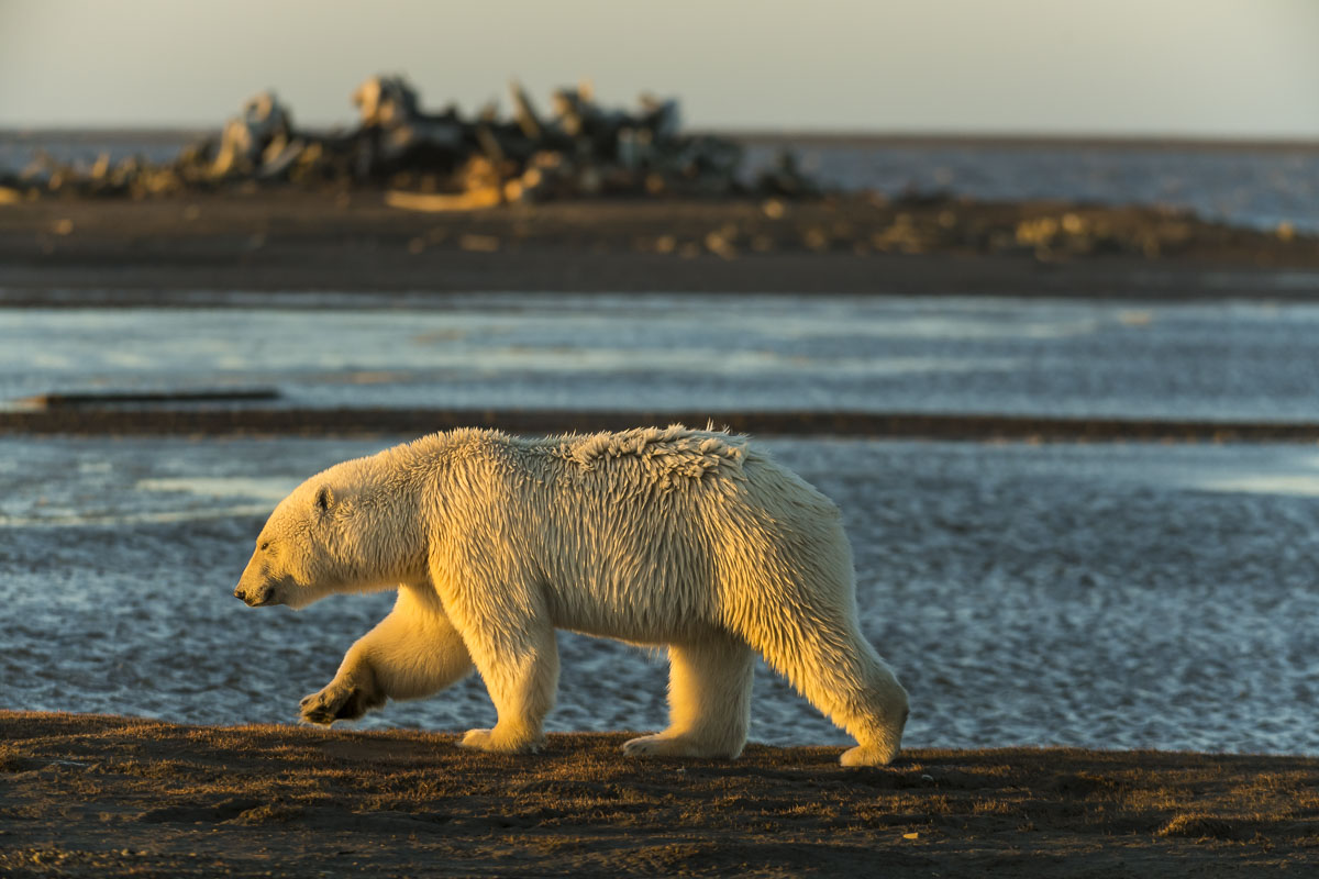 A male adult polar bear walks along the shore of Barter Island with the historical bone pile in the background near the Inupiat...