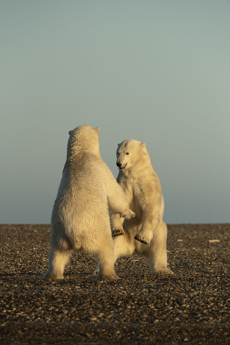 A pair of adult polar bear males stand to prepare for sparring on the Bernard Spit near the Inupiat village of Kaktovik on the...