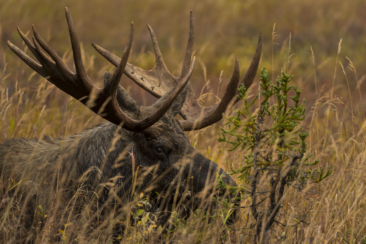 Large bull moose resting in tall grasses, Chugach State Park, Alaska.