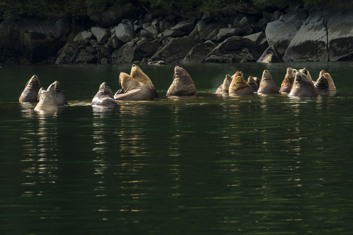 A group of bull Stellar sea lions gather on a submerged rock in Prince William Sound.