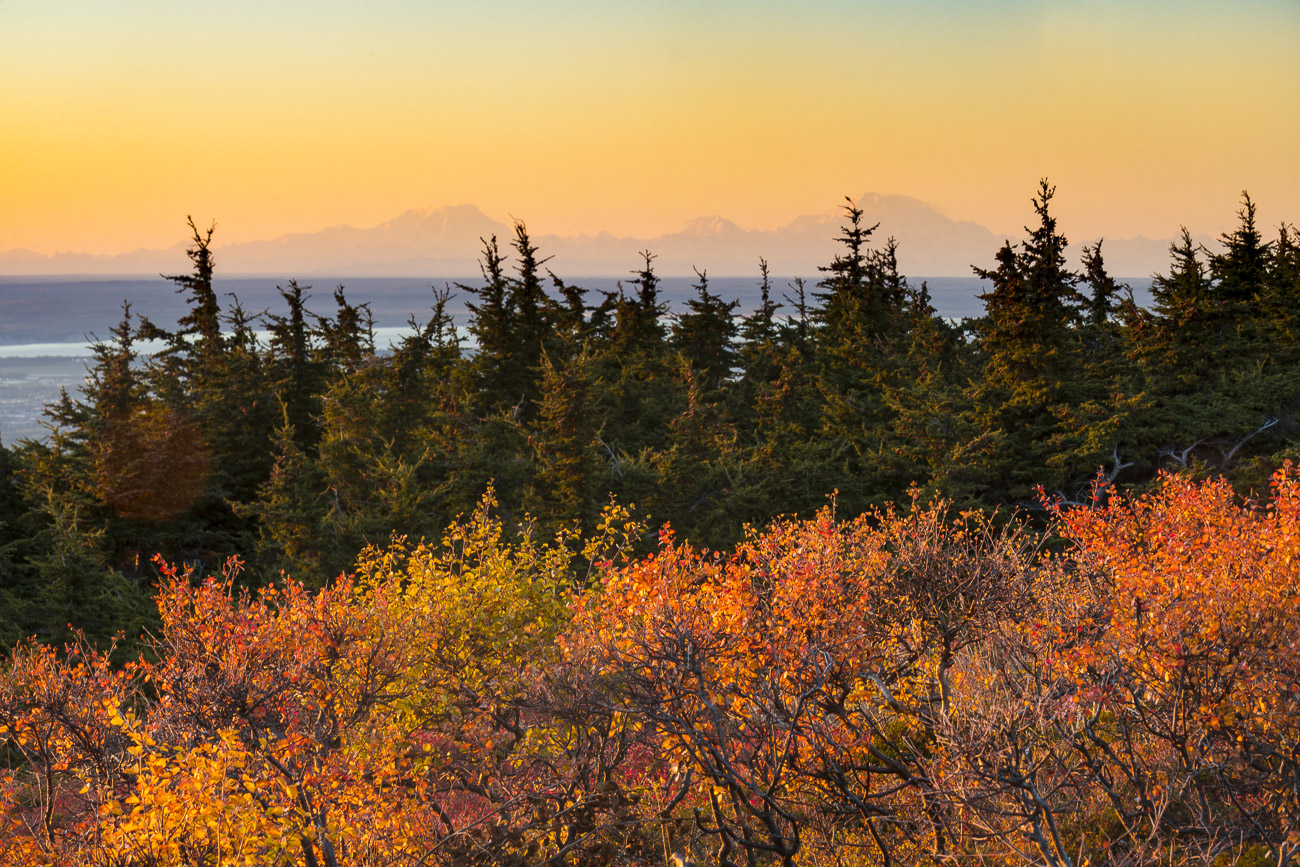 Dwarf birch carry many of the tones of autumn, creating the first layer of a view to the mountains of Foraker, Hunter and Denali...