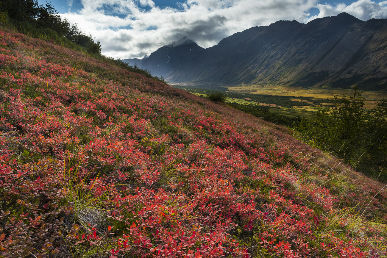The autumn colors of a large patch of lowush blueberry adds a blanket of red to the alpine slopes of the Chugach Mountains.