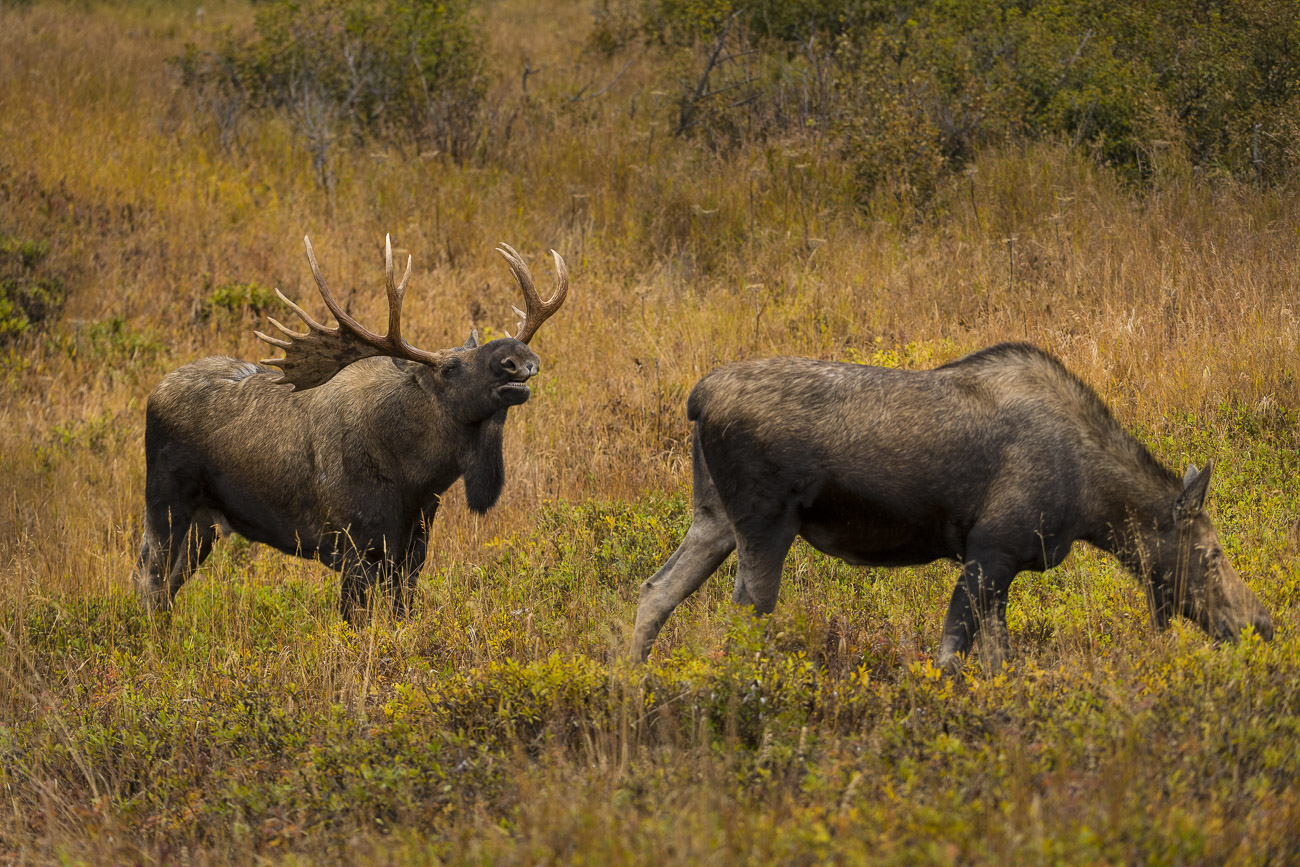 A bull moose exhibits the " flehmen response," which is a way for the bull to interpret the scent of a cow moose during the autumn...