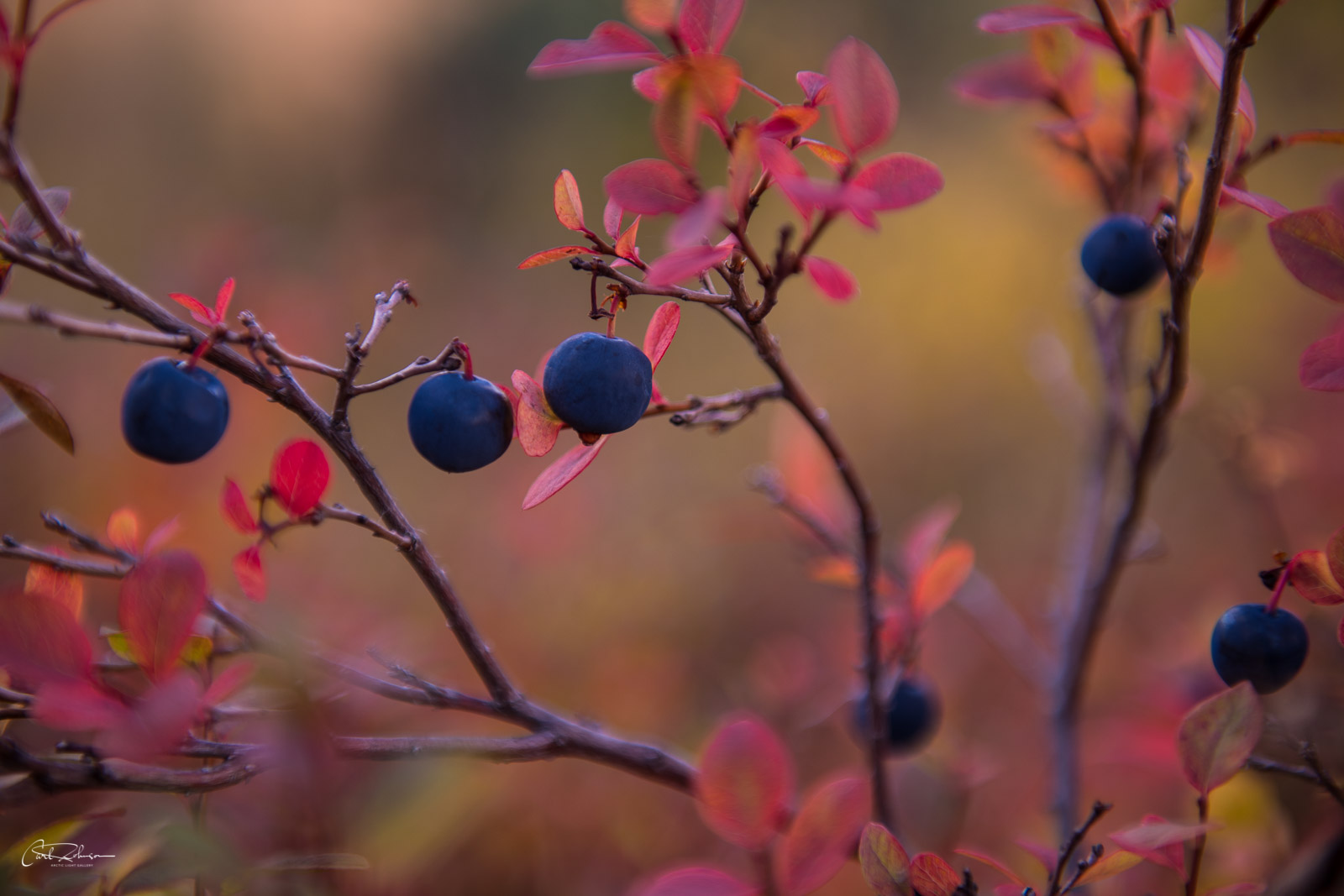 Blueberries