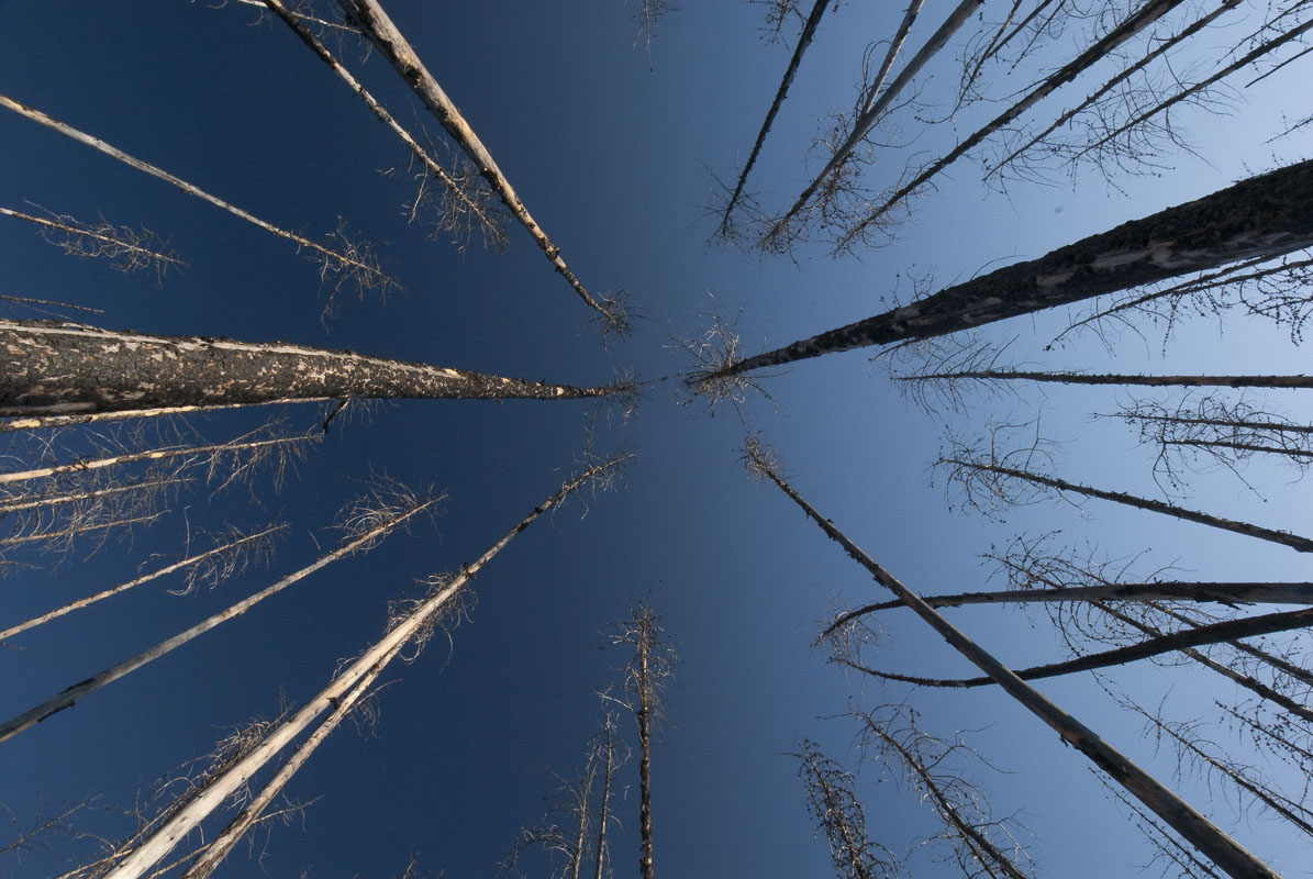 A cluster of trees remain standing tall in a burn area in Flathead National Forest, Montana. To capture this image, I simply...