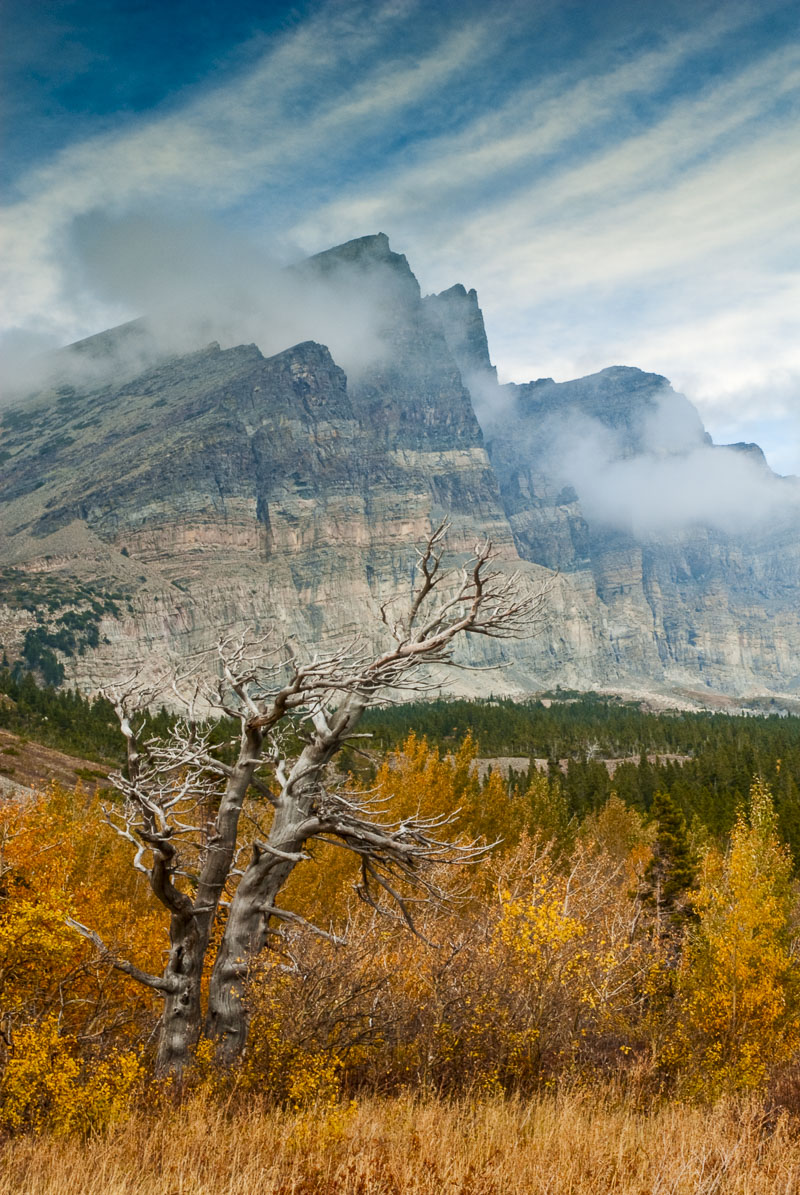 A bare, lone tree stands out among fall colors, while a jagged bluff stands in the distance in the Many Glaciers area of Glacier...