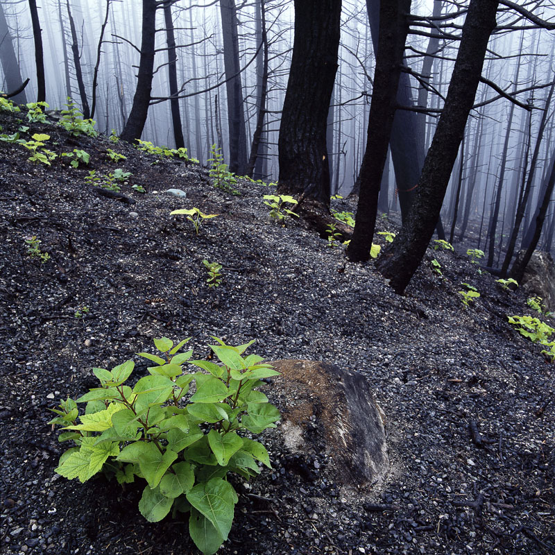 A cluster of new trees spring up from the soot and ashes from a recent forest fire near Many Glacier Road on the east side of...
