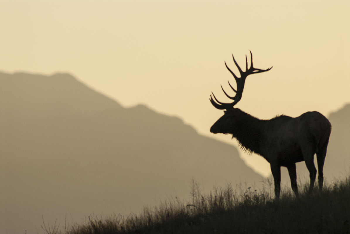 A bull elk stands atop a grassy hill during the autumn rut at the National Bison Range, Montana.