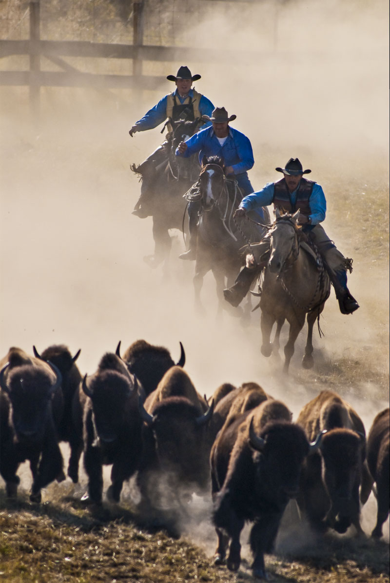 A trio of U.S. Fish and Wildlife Service rangers drive in the managed Bison herd at the National Bison Range, Montana, during...
