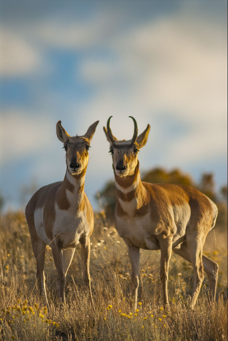 A pair of pronghorn pause  in evening light in autumn, National Bison Range, Montana.