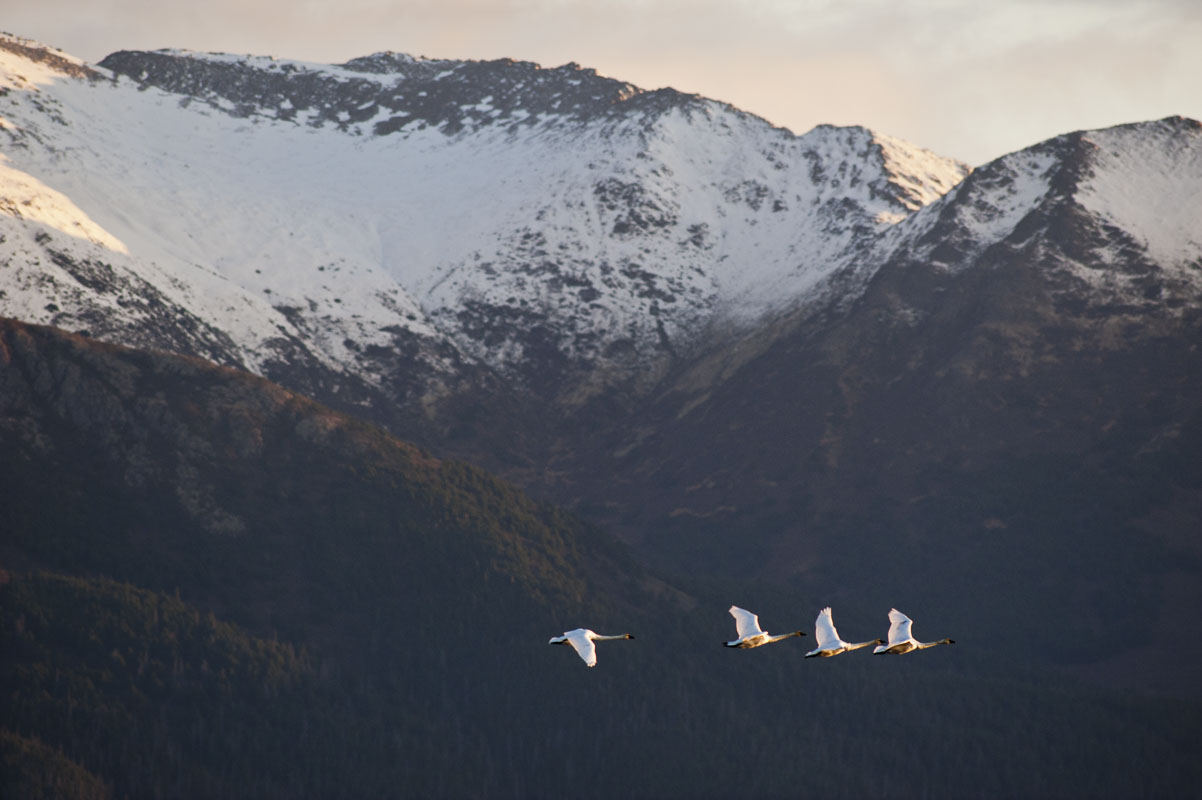 A group of trumpeter swans fly by in early October with the Kenai Mountains in the distance. Potter Marsh Bird Sanctuary, Anchorage...