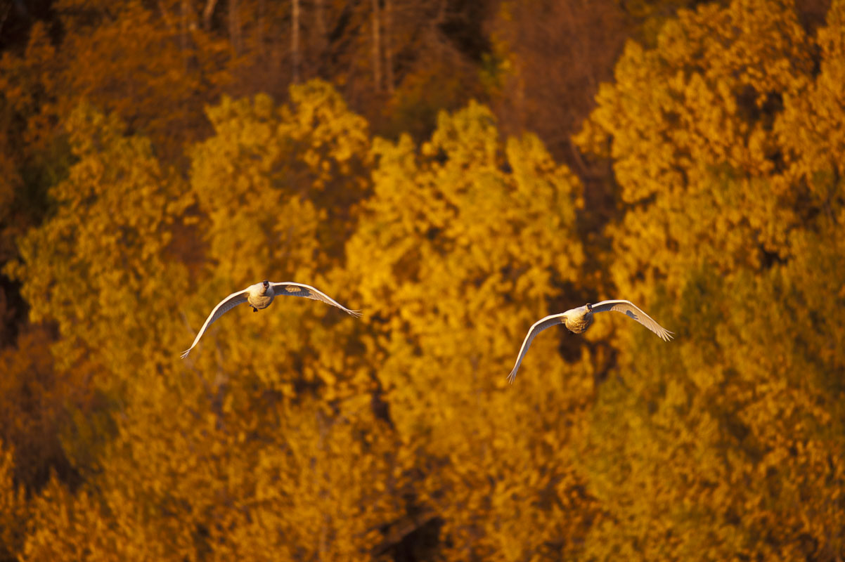 Trumpeter swans in flight over the Potter Marsh Bird Sanctuary in the Anchorage Coastal Wildlife Refuge during an autumn evening...