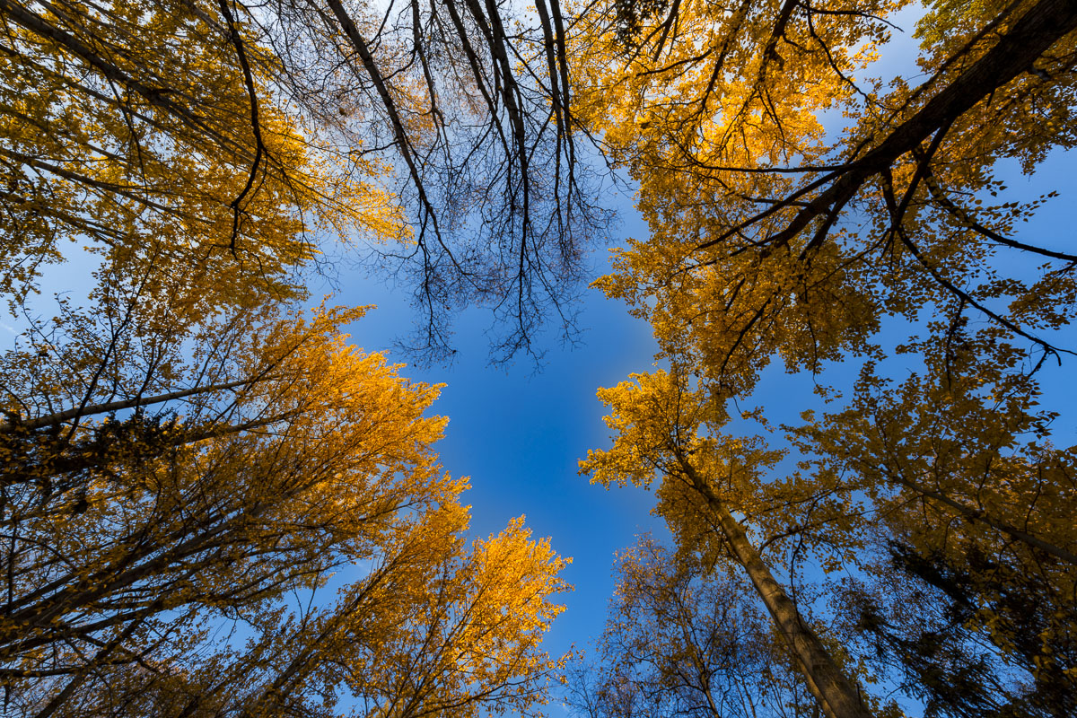 View up through aspen trees in autumn in Russian Jack Springs Park, Anchorage, Alaska.