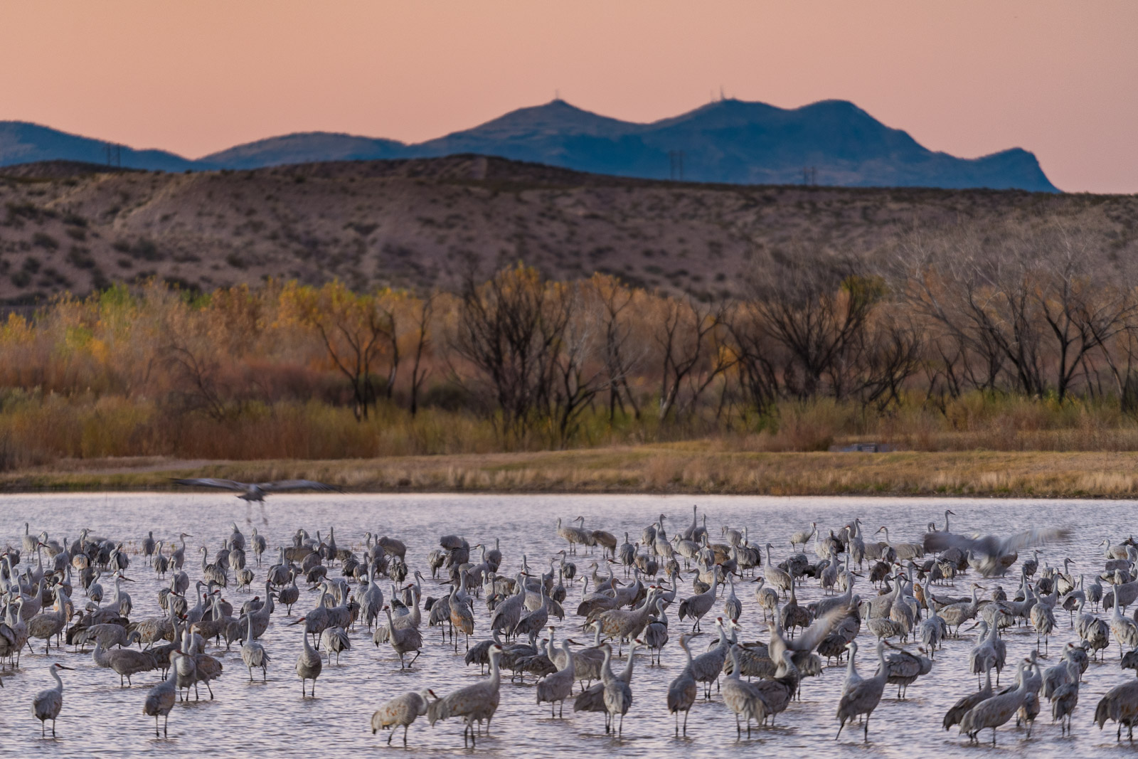 A group of Sandhill Cranes gather in a pond at Bosque del Apache National Wildlife Refuge, New Mexico.